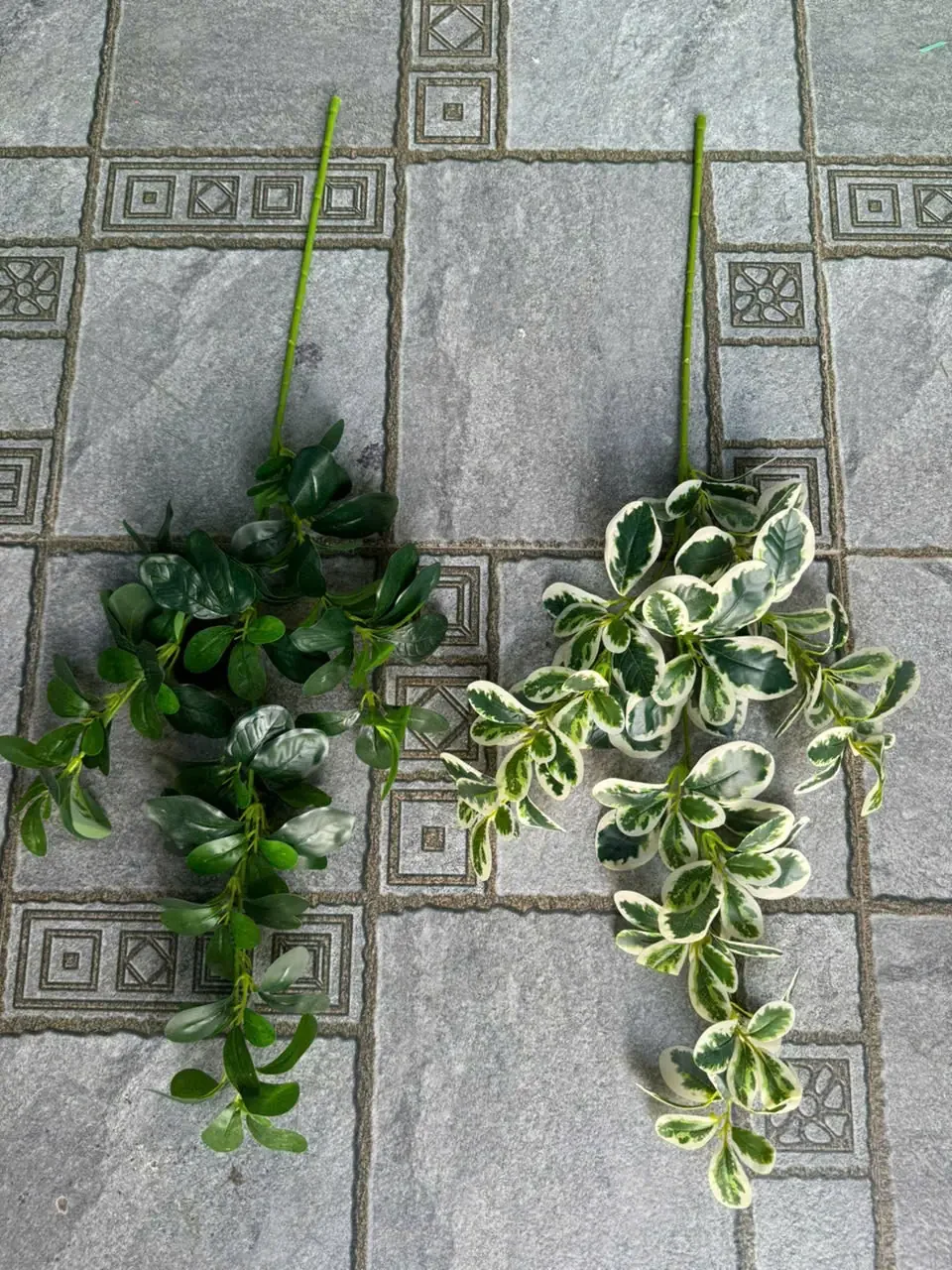 LÁ HOA SỮA CÀNH CAO - Ảnh 3