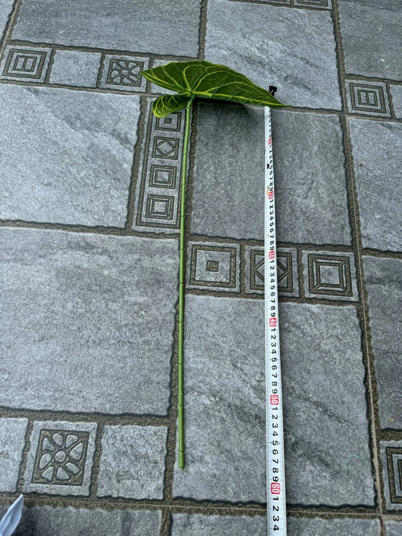 LÁ MÔN ĐƠN - Ảnh 10