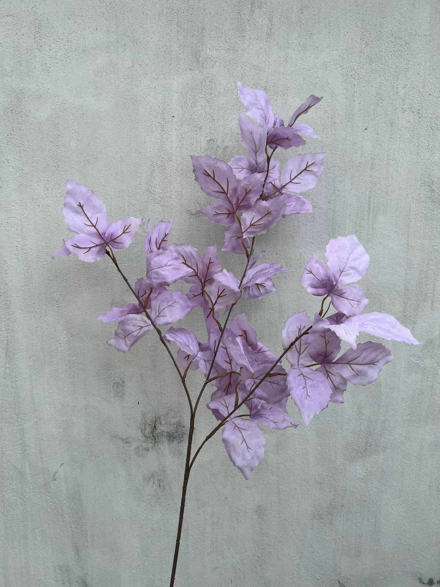 LÁ PHONG LOẠI 1 - Ảnh 18