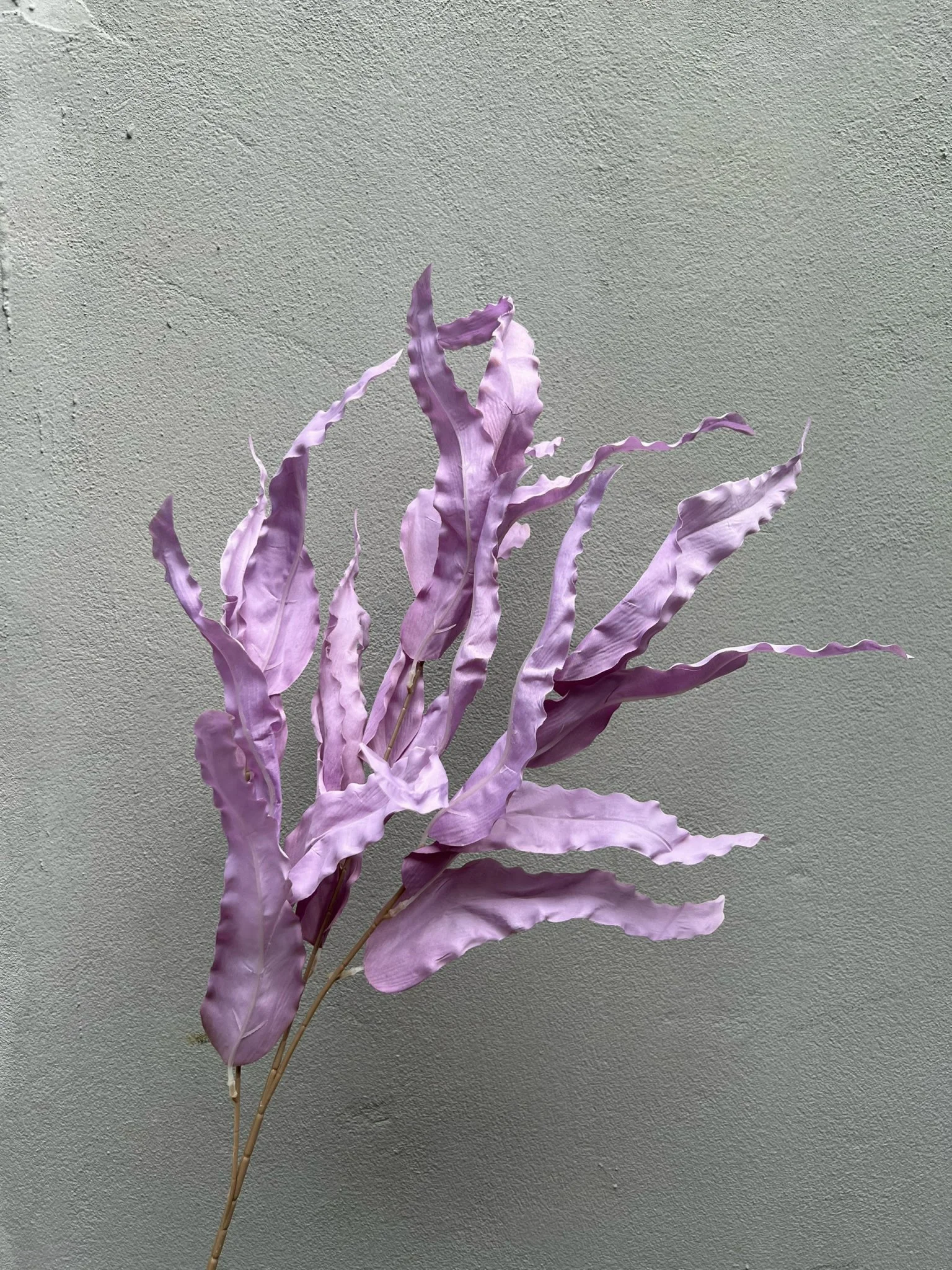LÁ SỒI LOẠI 1