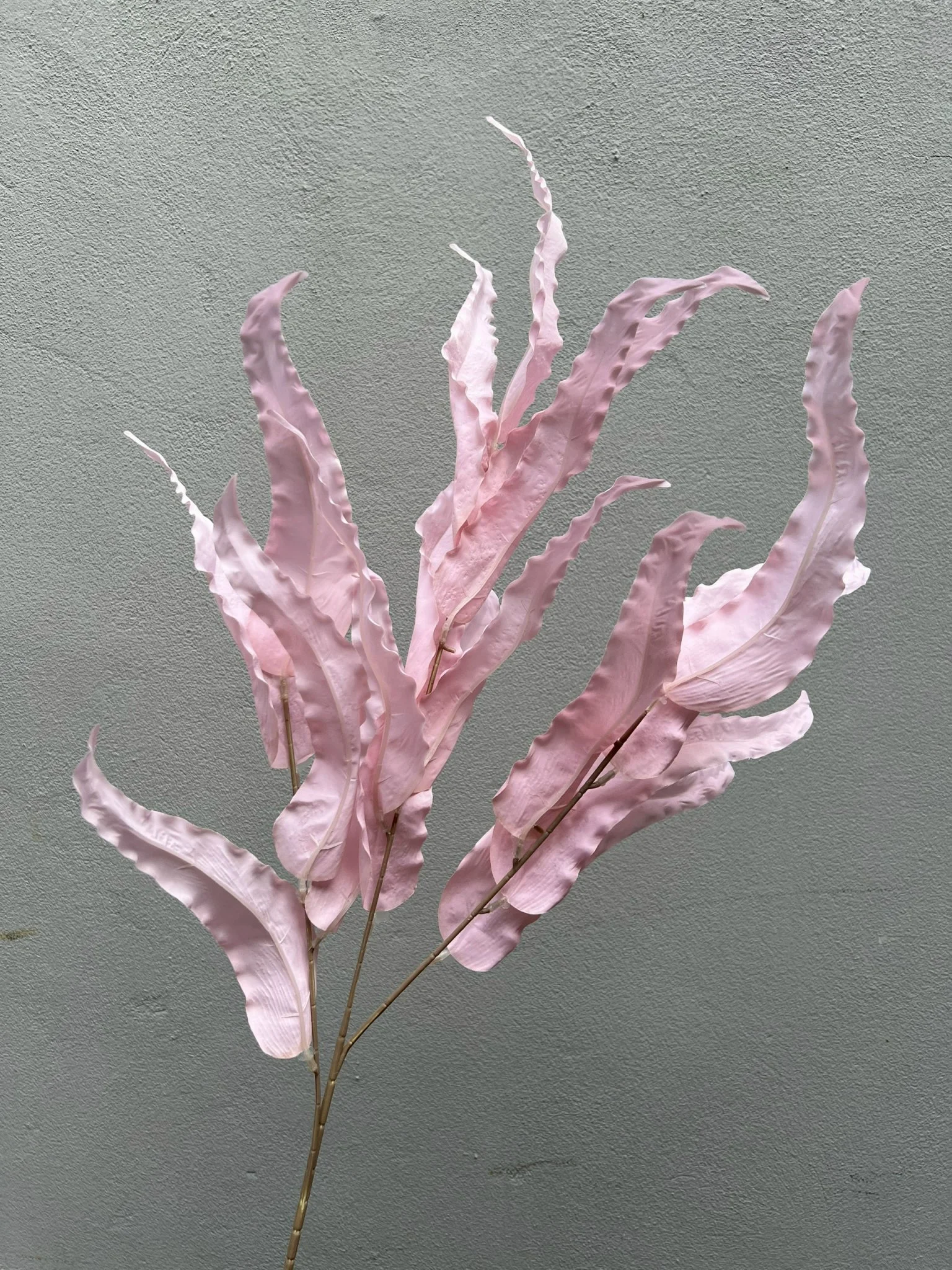LÁ SỒI LOẠI 1 - Ảnh 9