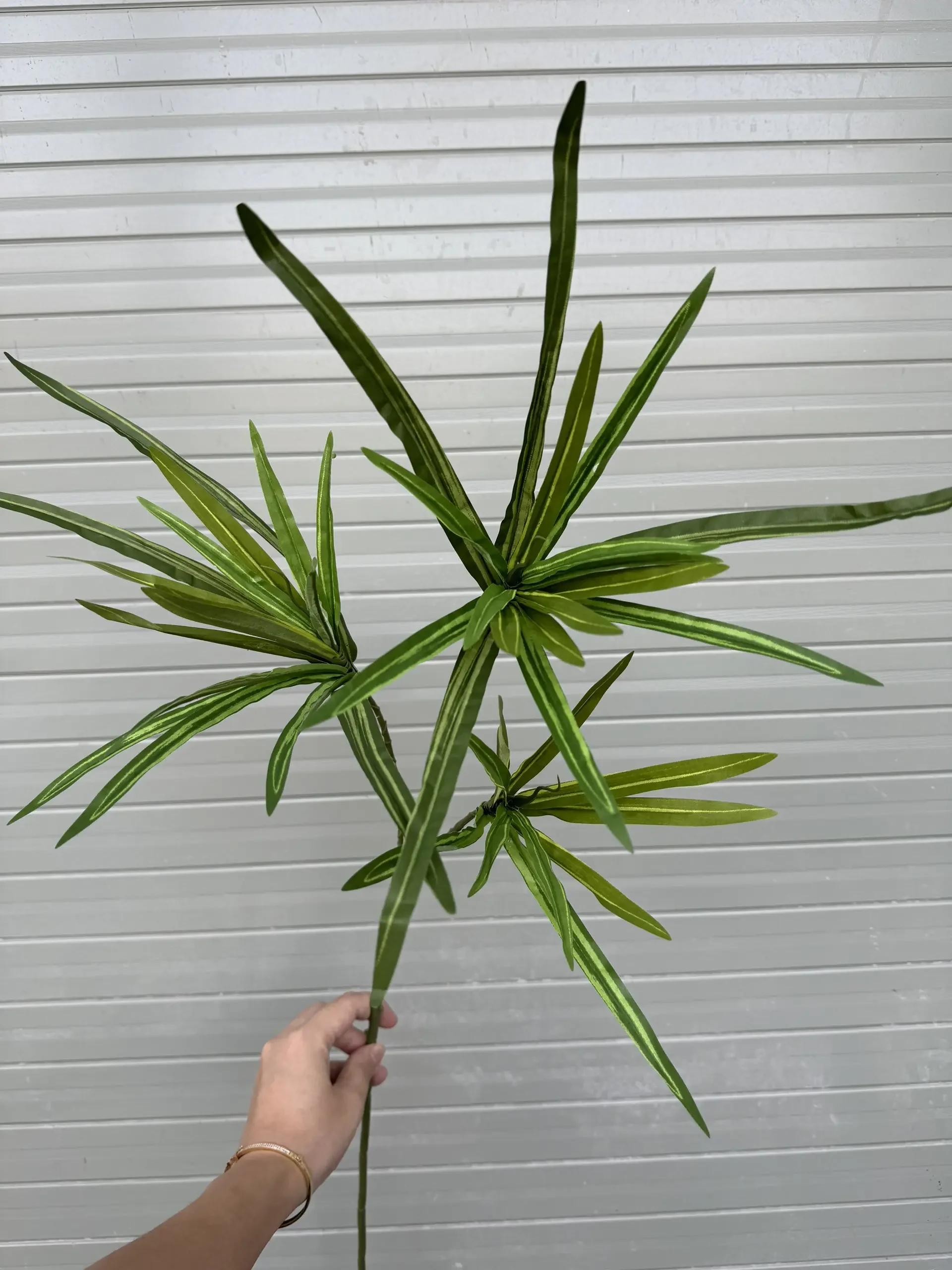 LÁ TÓC TIÊN - Ảnh 4