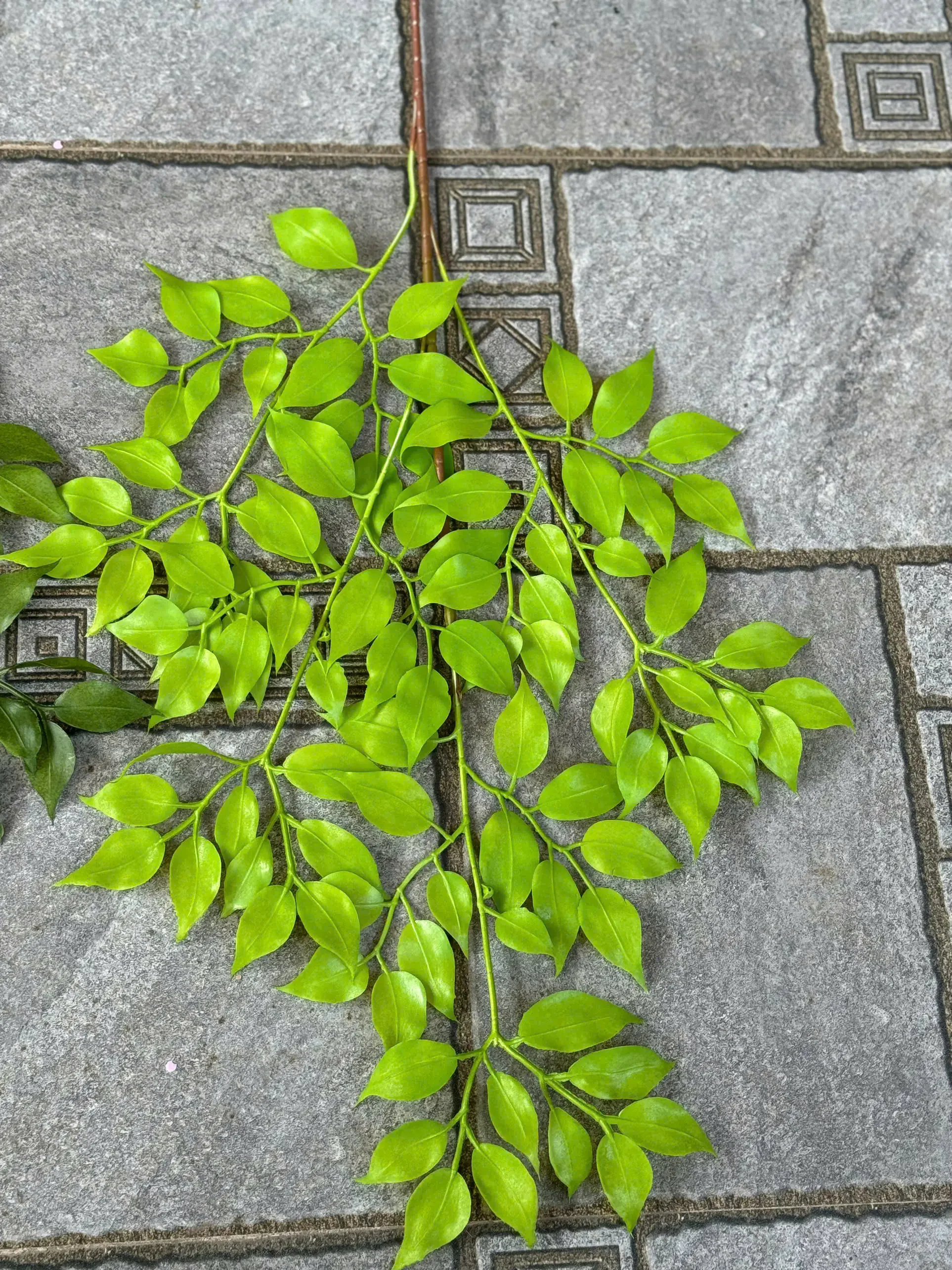 LÁ XÀ CỪ NHỰA