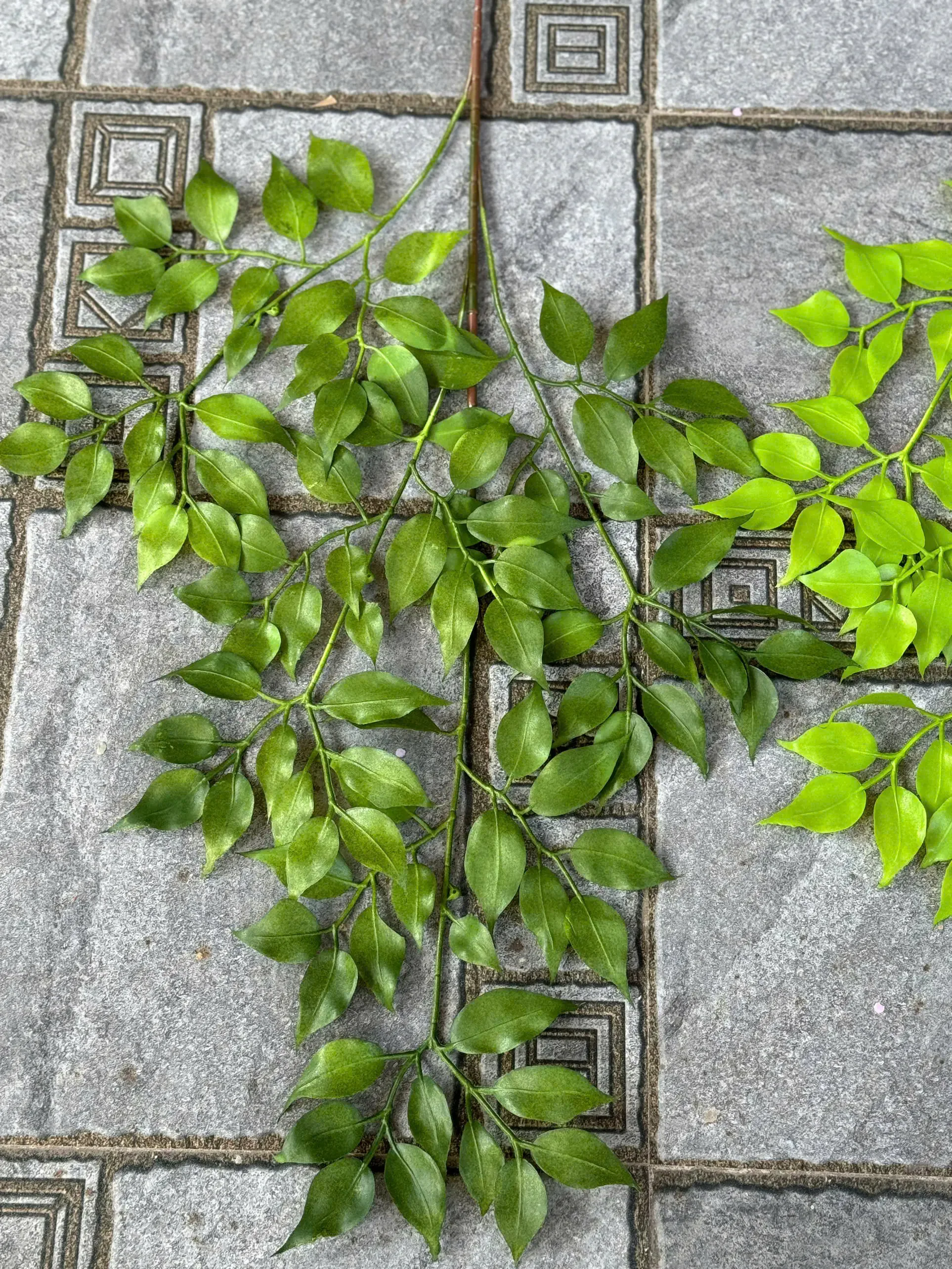 LÁ XÀ CỪ NHỰA - Ảnh 2