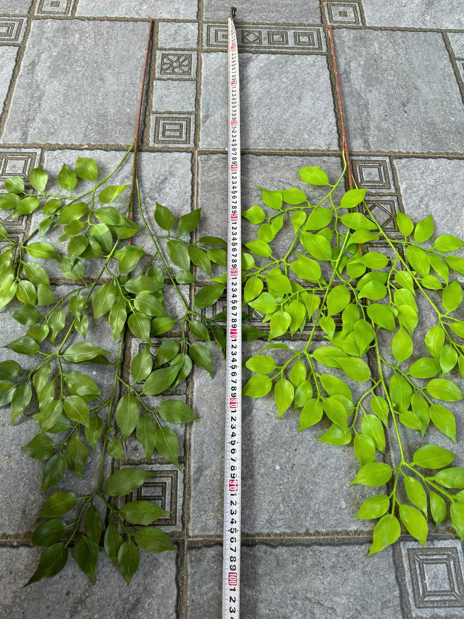 LÁ XÀ CỪ NHỰA - Ảnh 3