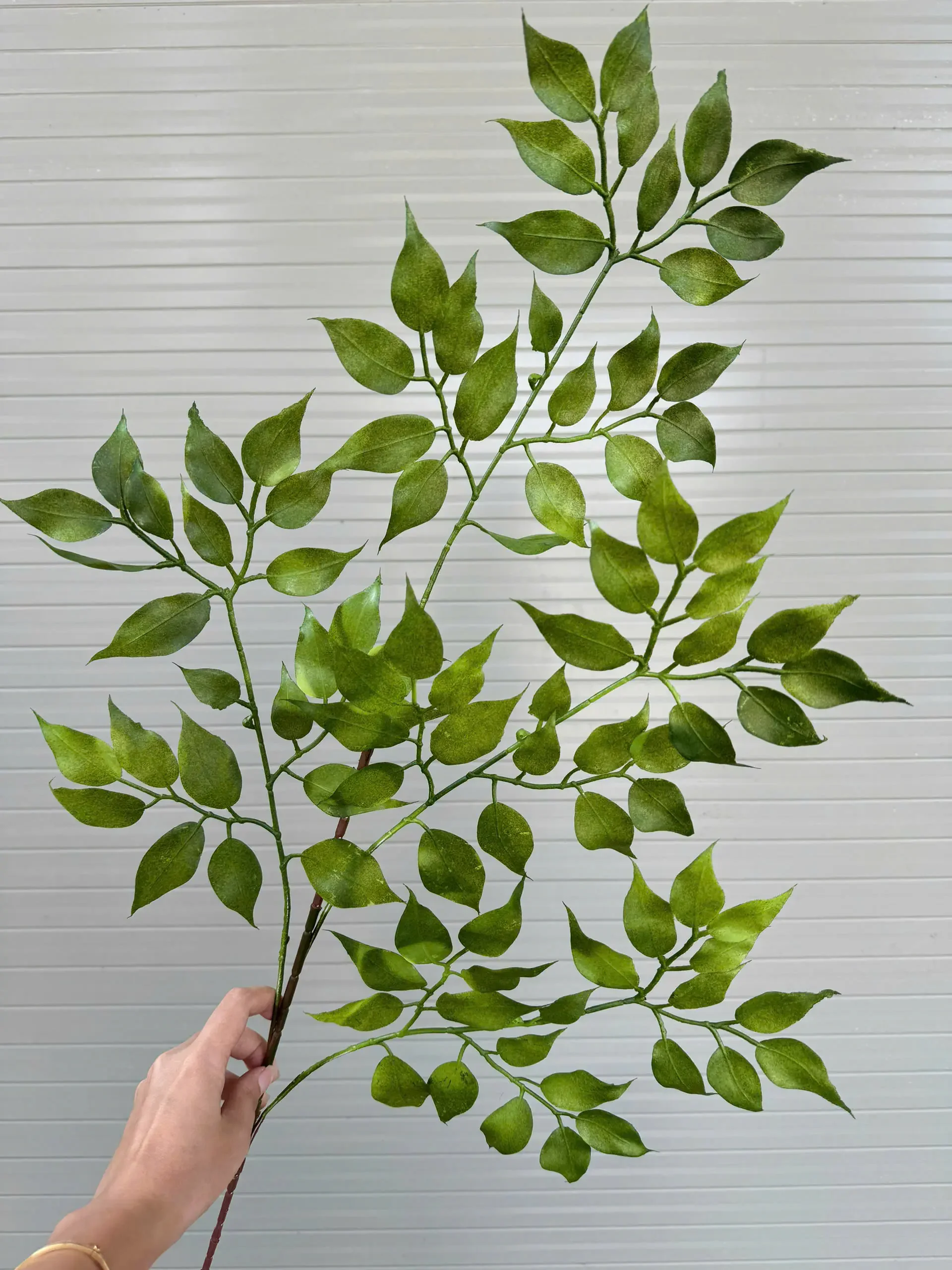 LÁ XÀ CỪ NHỰA - Ảnh 5