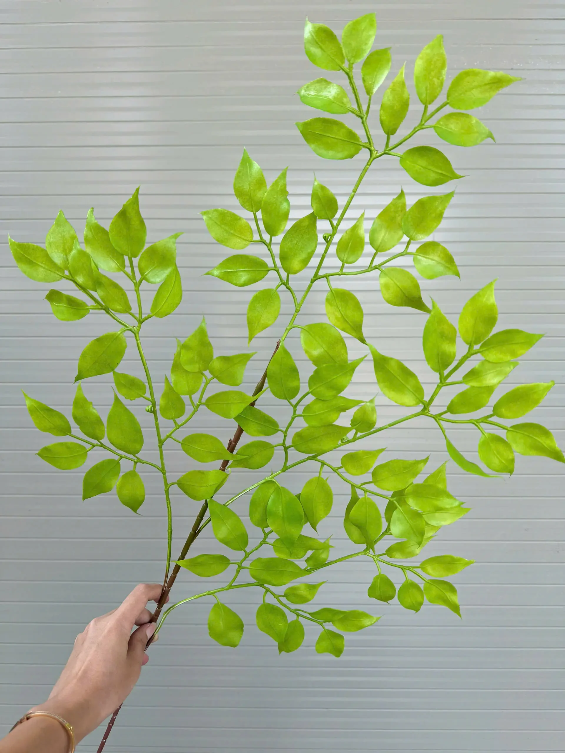 LÁ XÀ CỪ NHỰA - Ảnh 4