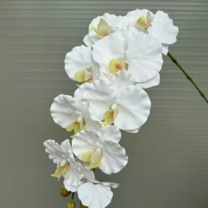 LAN XOĂN CAO SU