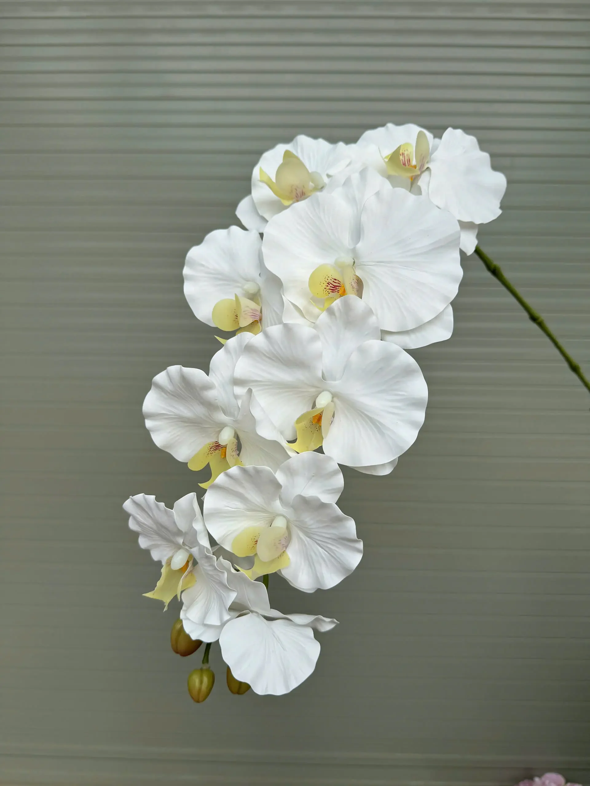 LAN XOĂN CAO SU