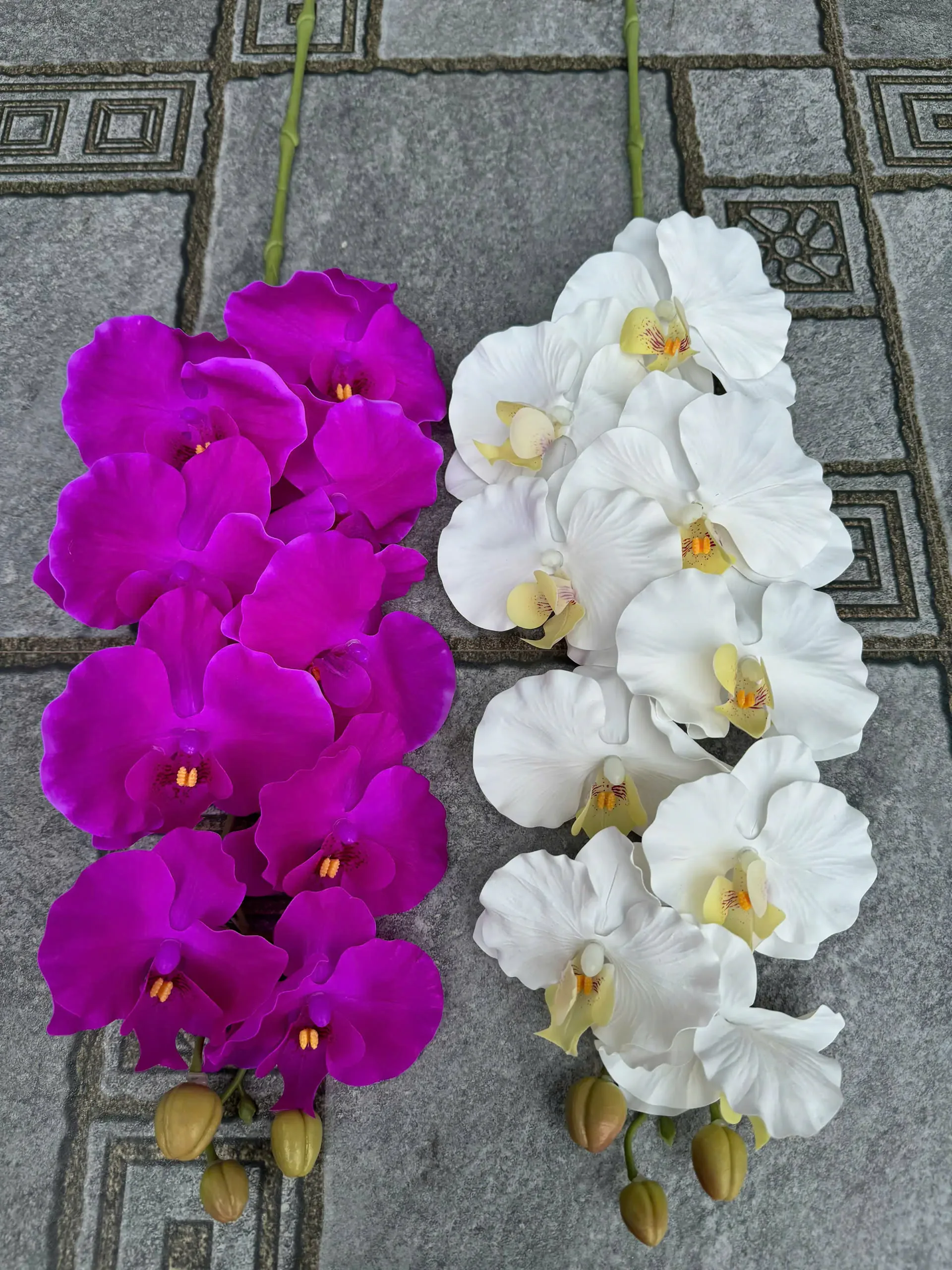 LAN XOĂN CAO SU - Ảnh 9