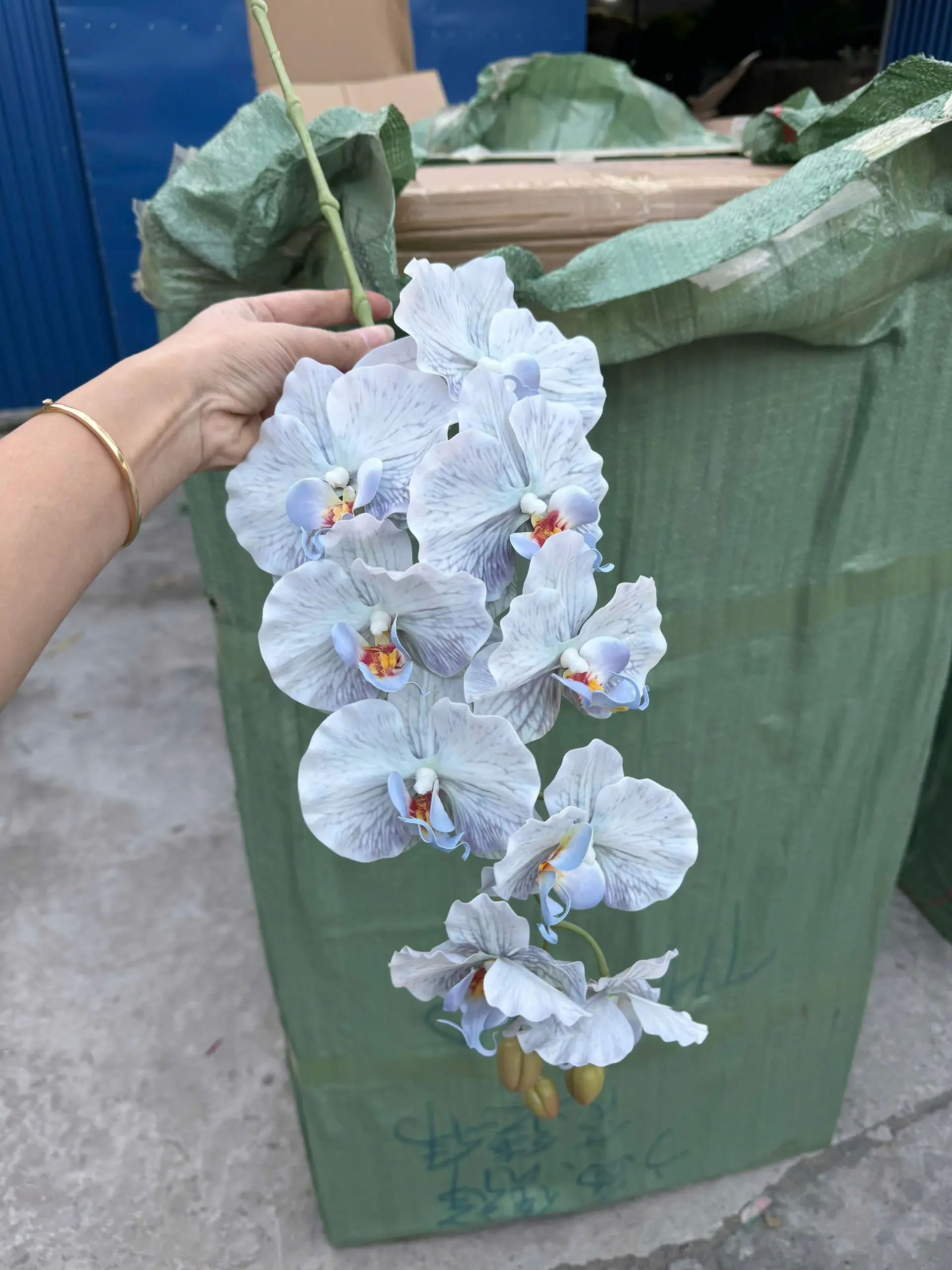 LAN XOĂN CAO SU - Ảnh 2