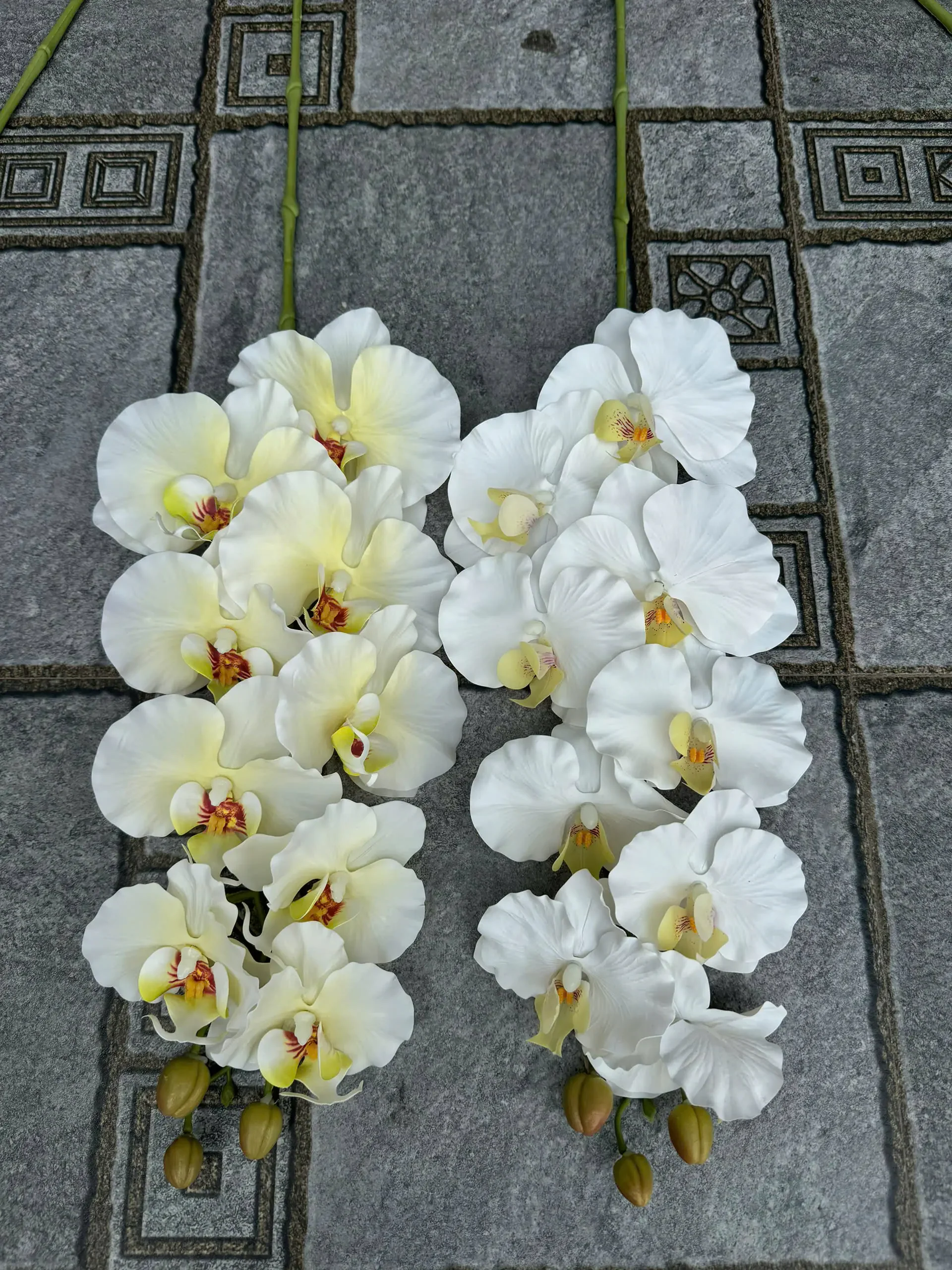 LAN XOĂN CAO SU - Ảnh 14