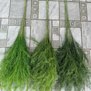 LIỄU RỦ CÀNH CAO