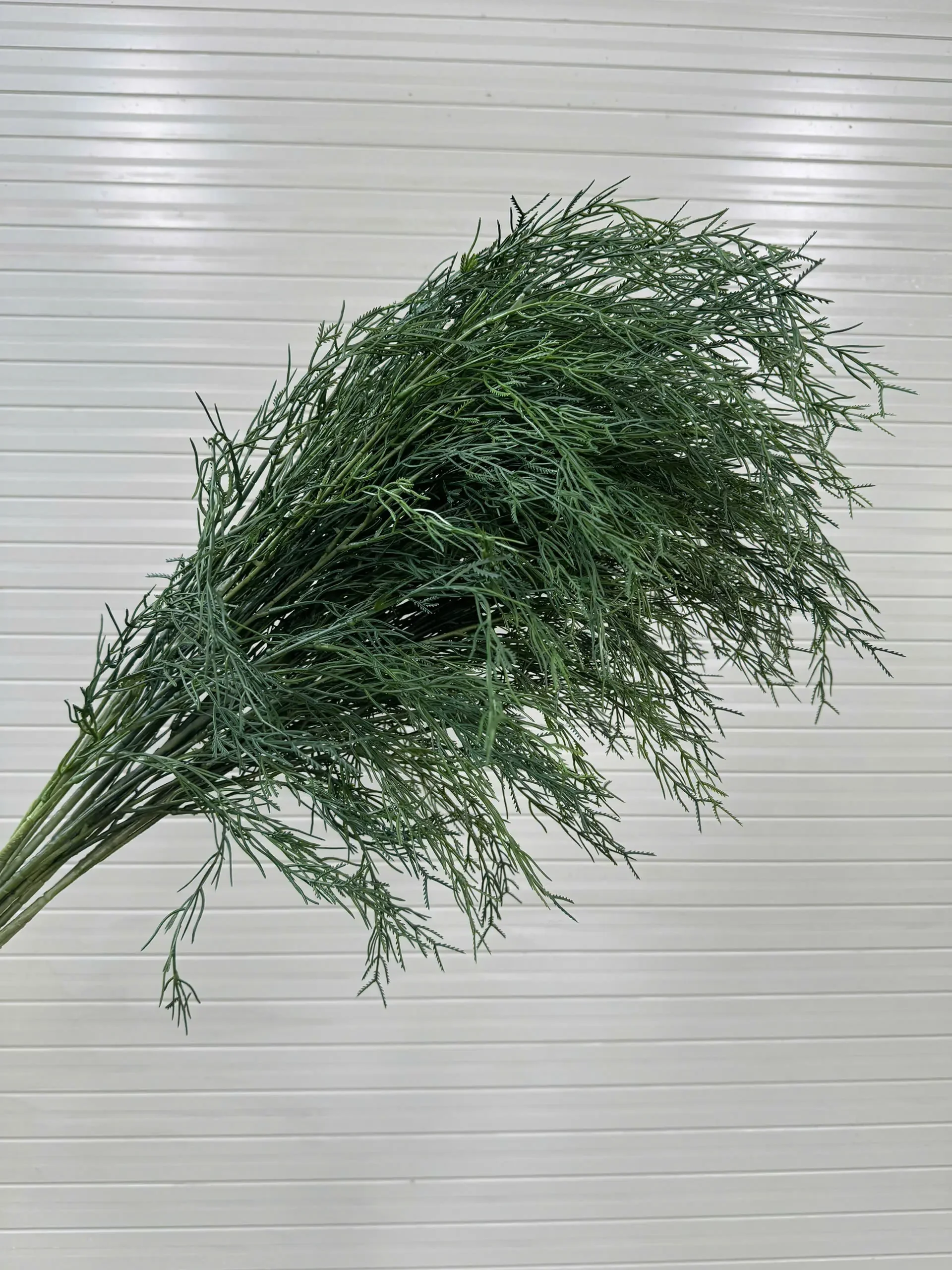 LIỄU RỦ CÀNH CAO - Ảnh 5