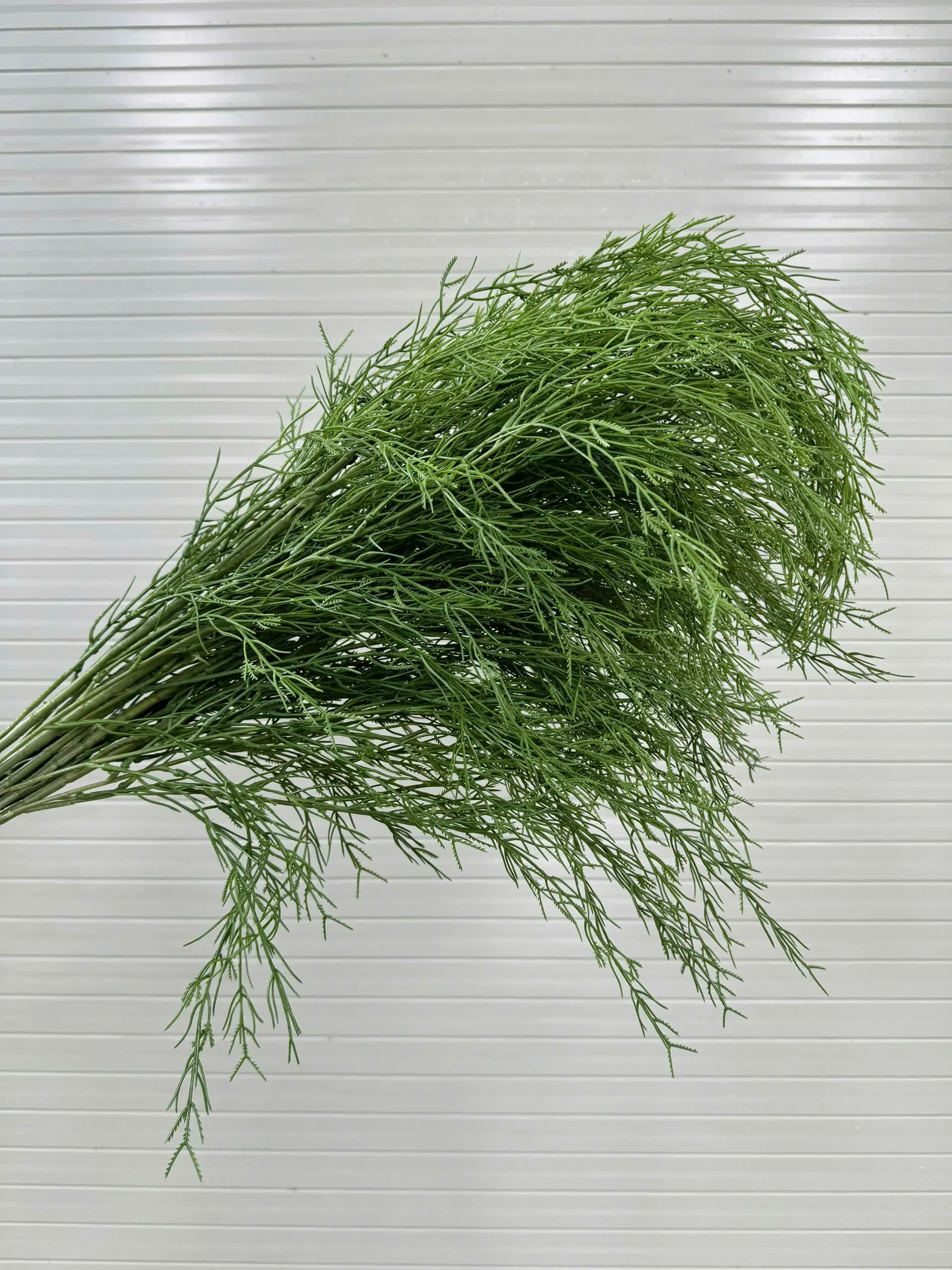 LIỄU RỦ CÀNH CAO - Ảnh 4