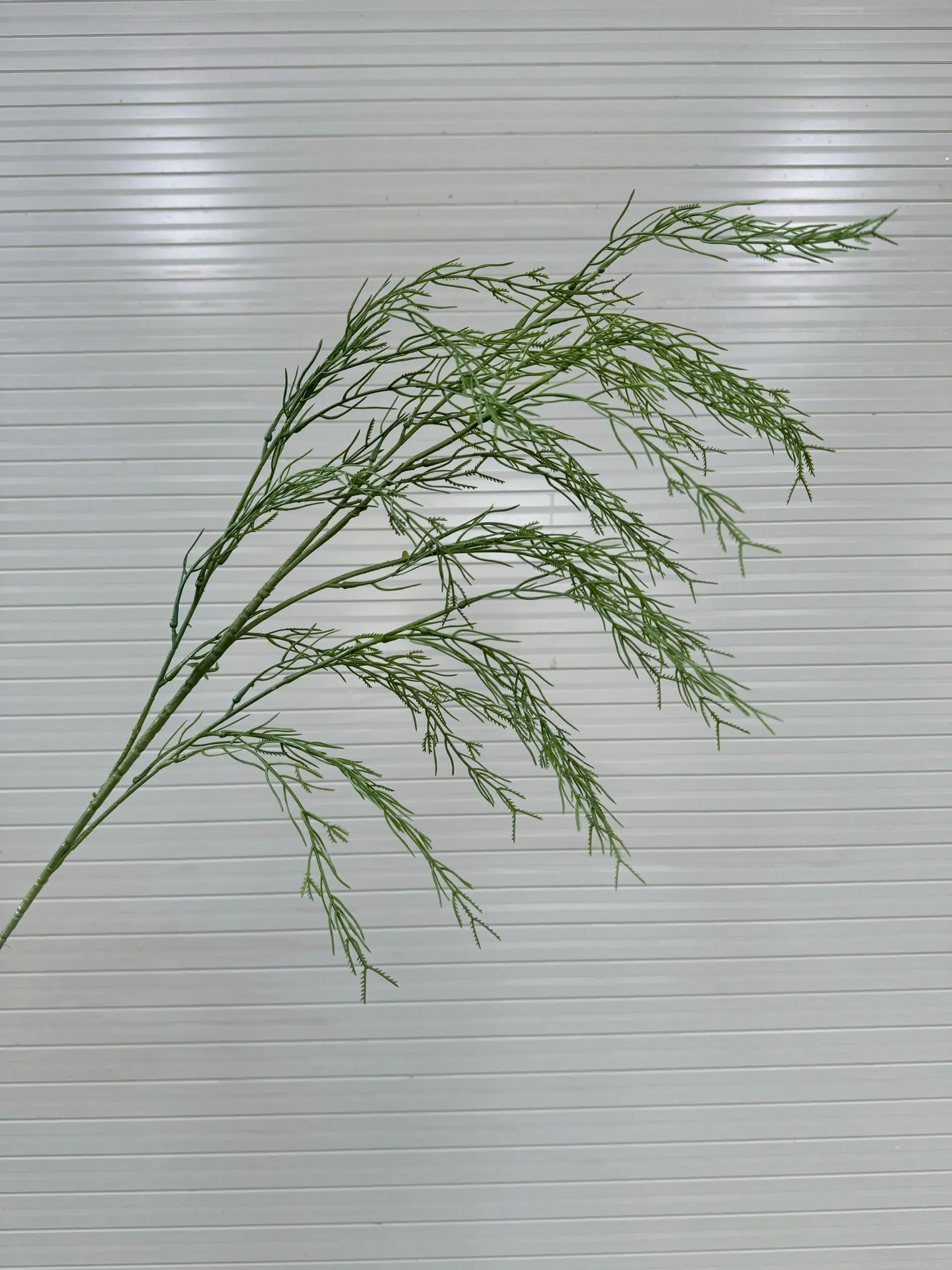 LIỄU RỦ CÀNH CAO - Ảnh 2