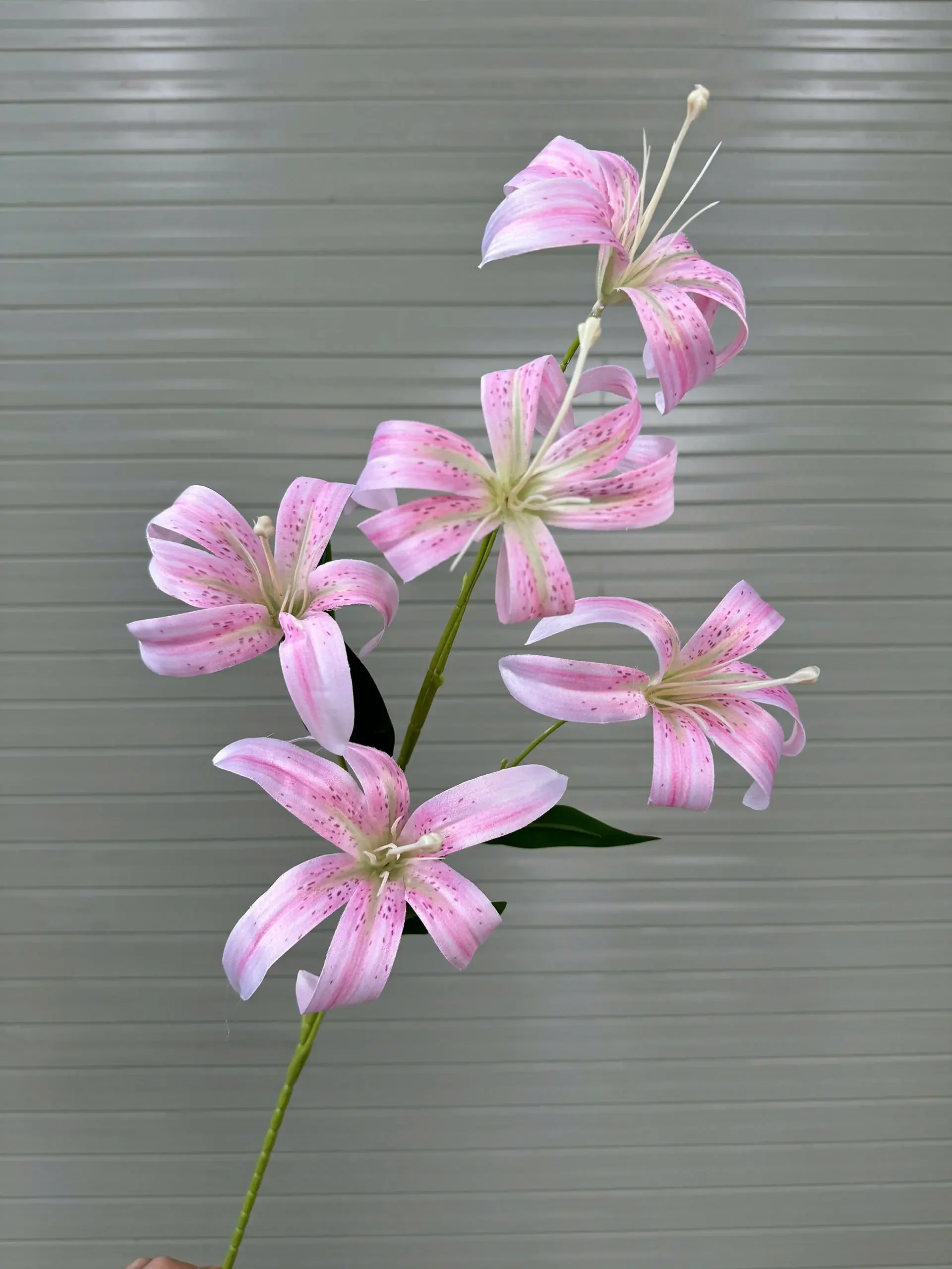 LY LỬA 5 BÔNG - Ảnh 10