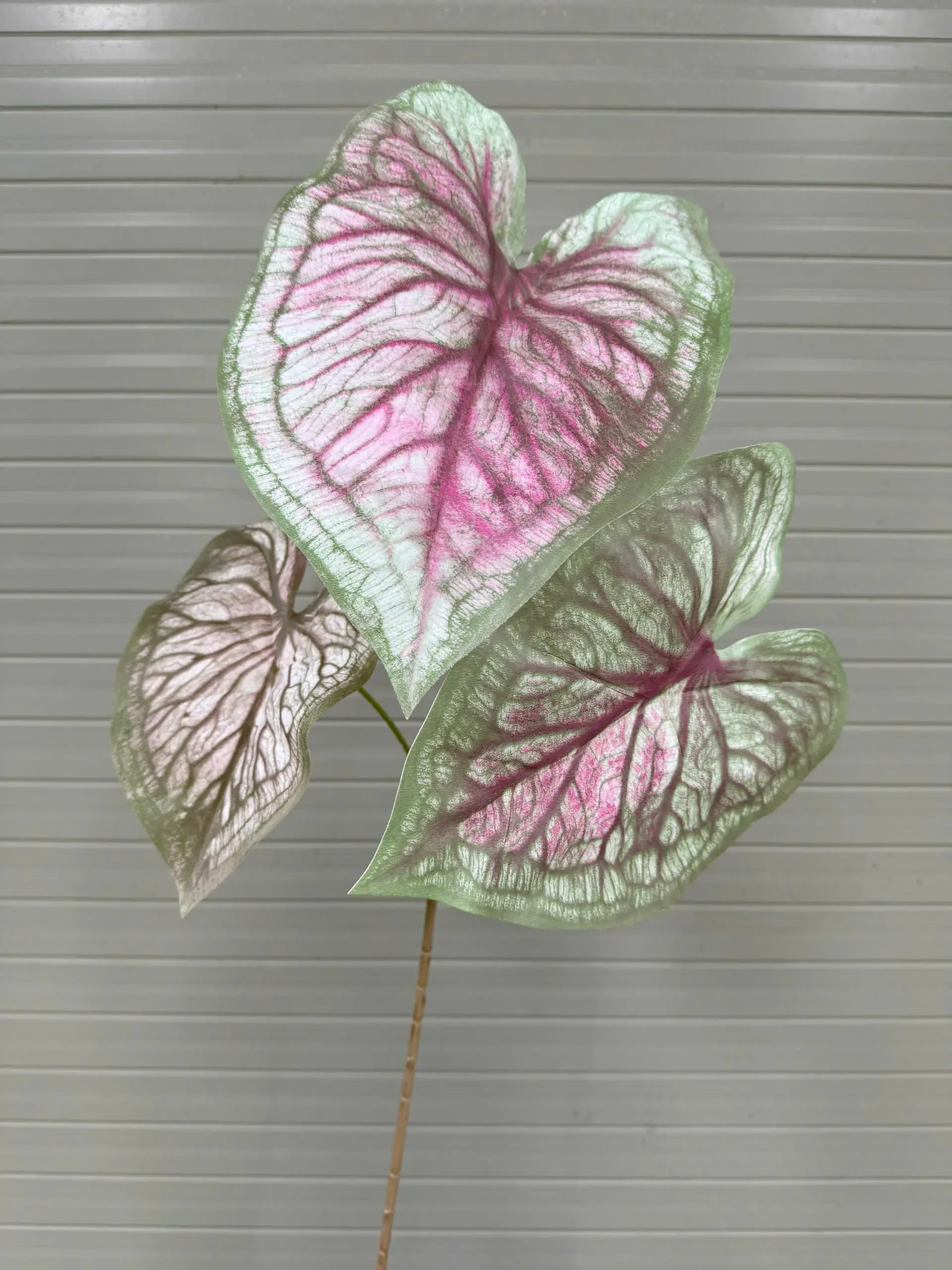 MÔN CALADIUM CAO SU