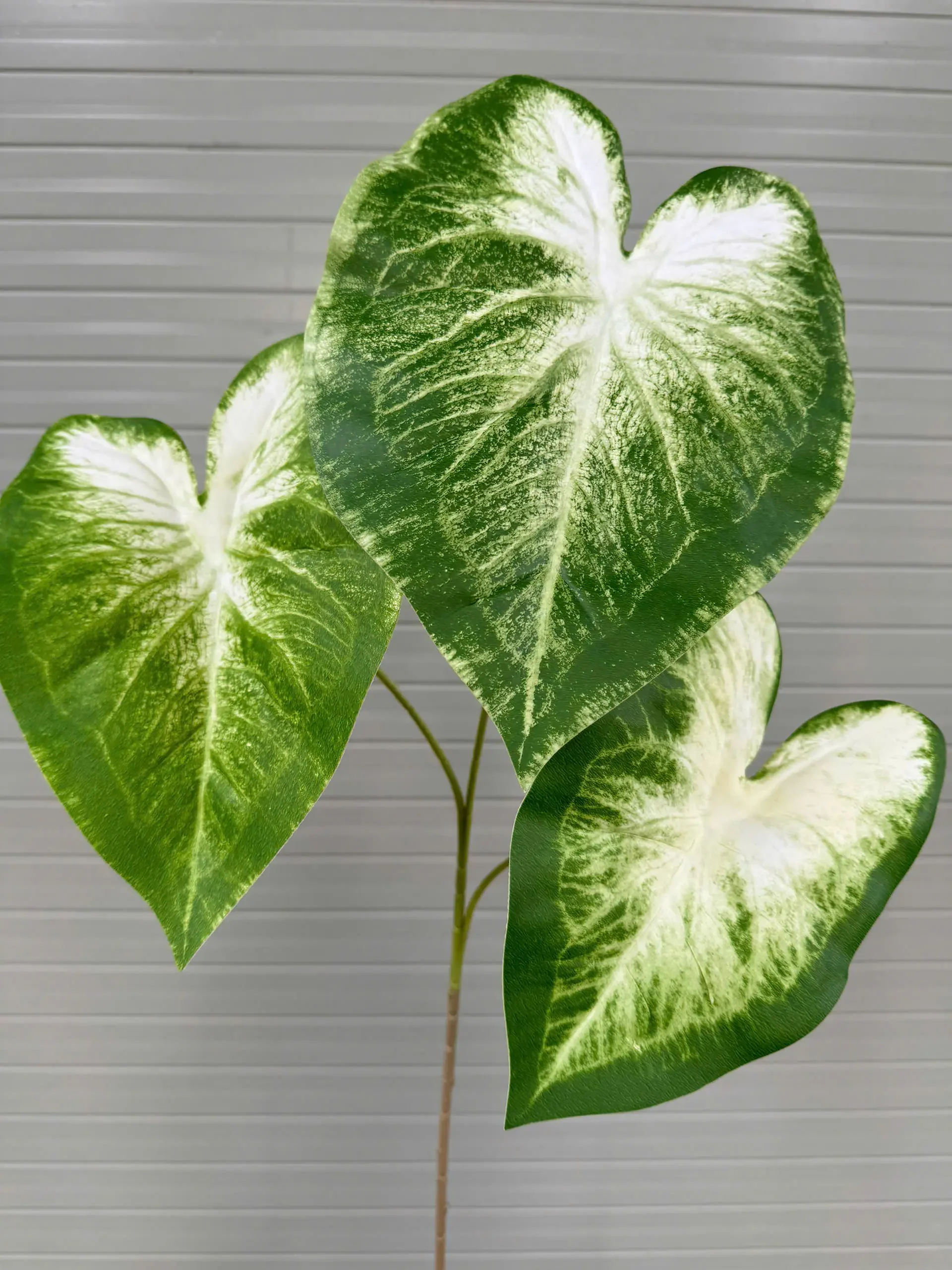 MÔN CALADIUM CAO SU - Ảnh 5