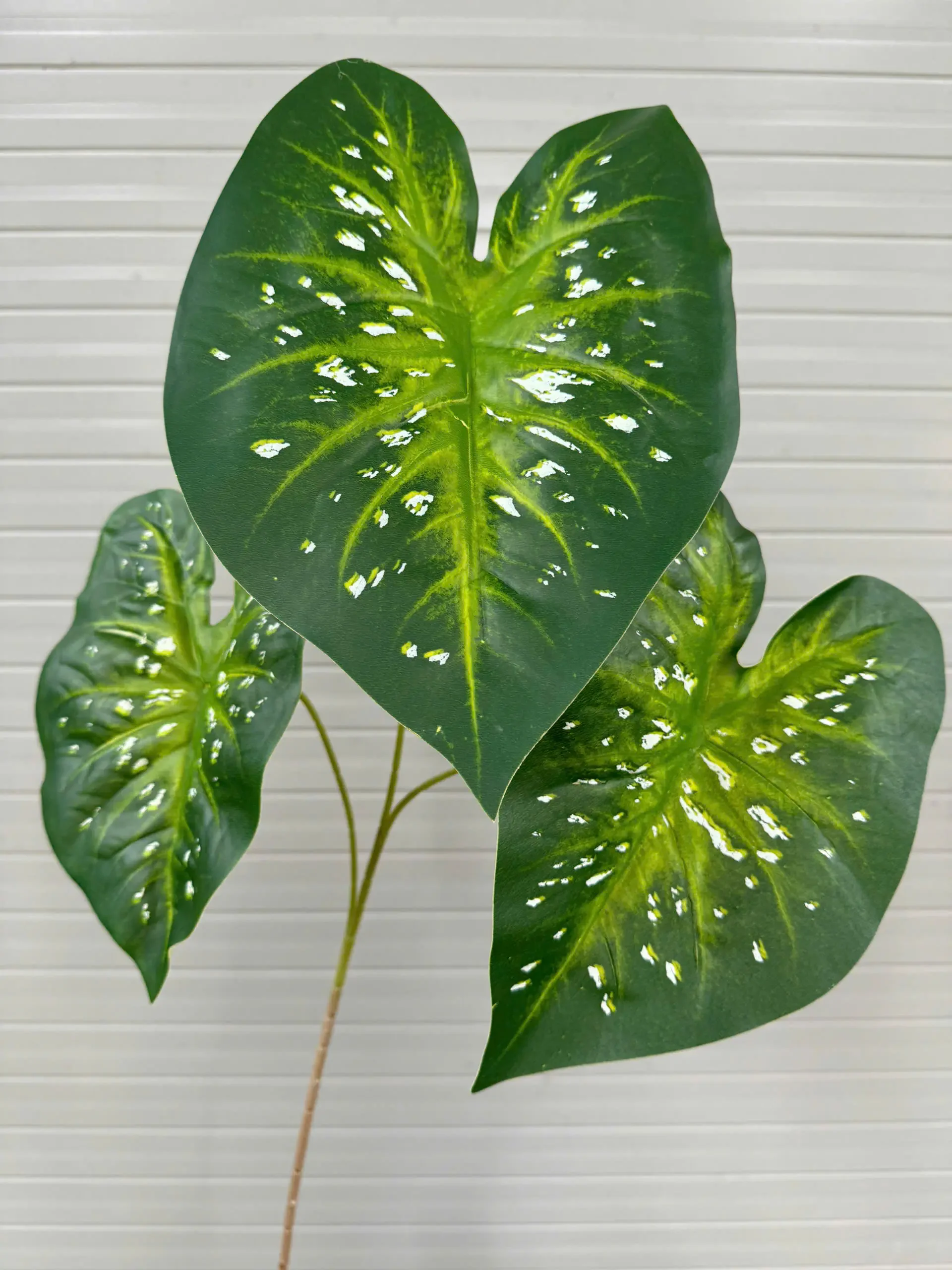 MÔN CALADIUM CAO SU - Ảnh 4