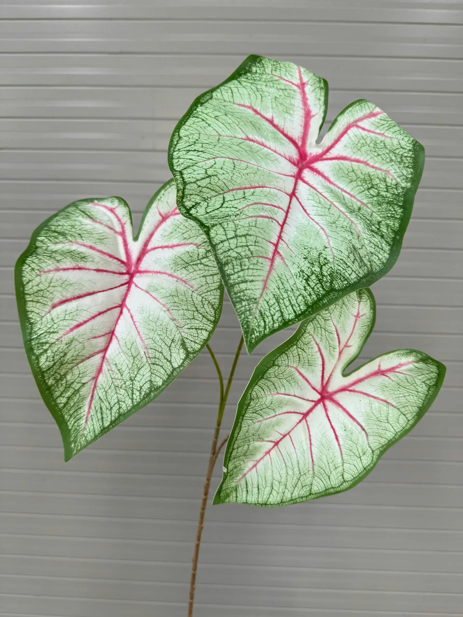 MÔN CALADIUM CAO SU - Ảnh 2