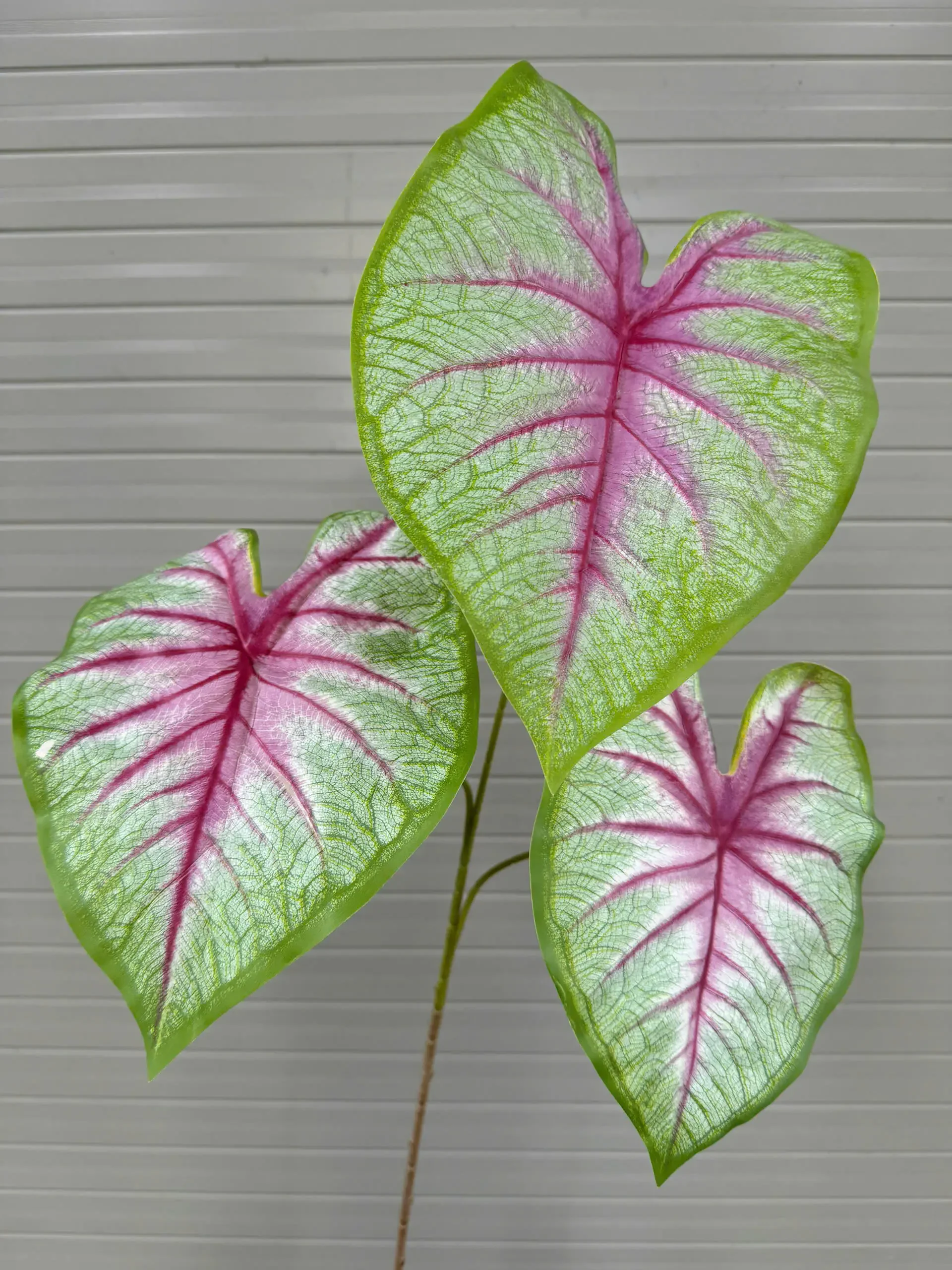MÔN CALADIUM CAO SU - Ảnh 6