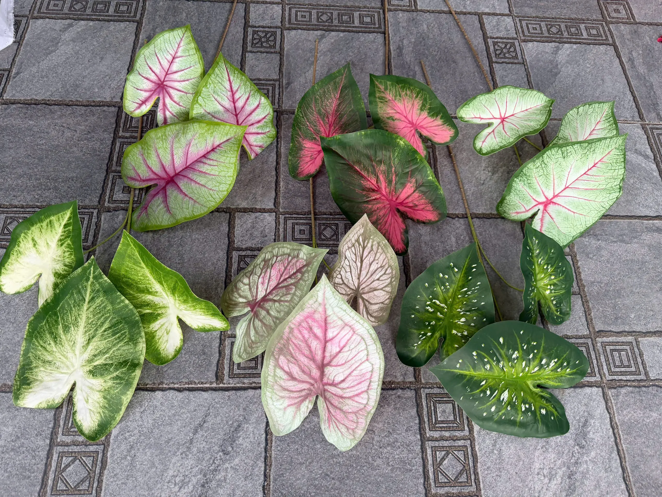 MÔN CALADIUM CAO SU - Ảnh 3