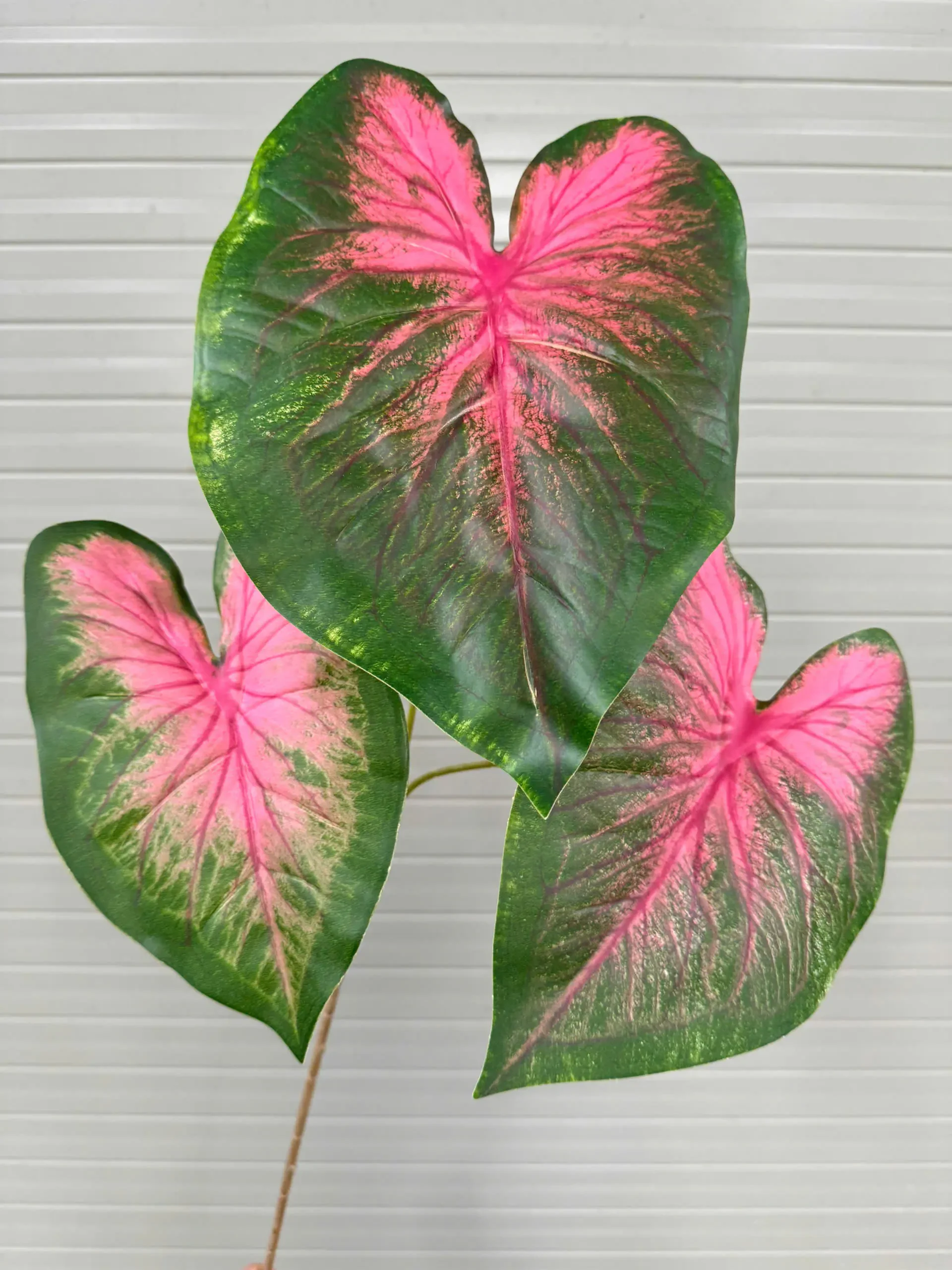 MÔN CALADIUM CAO SU - Ảnh 7