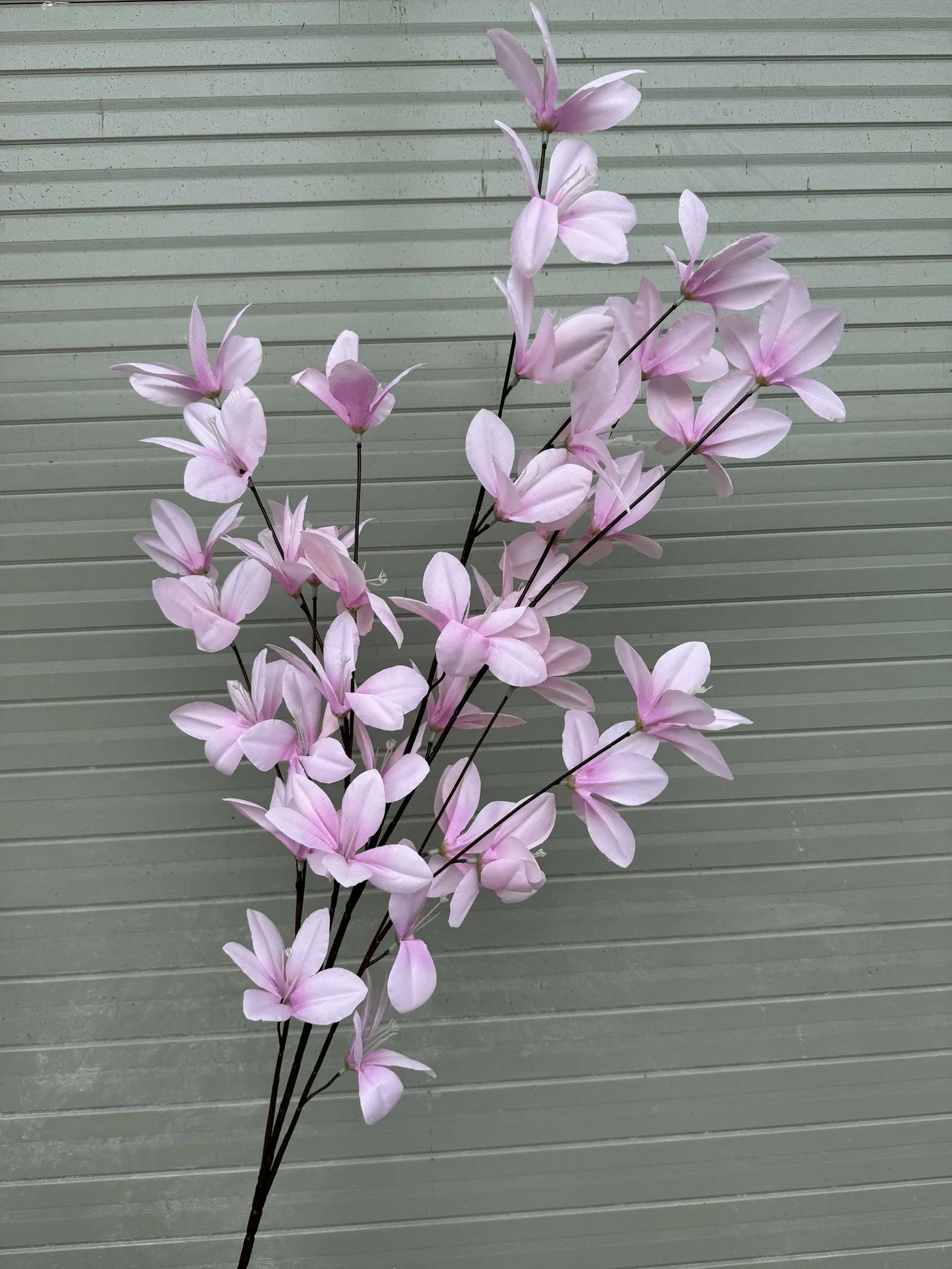 NGỌC LAN 5 NHÁNH - Ảnh 6