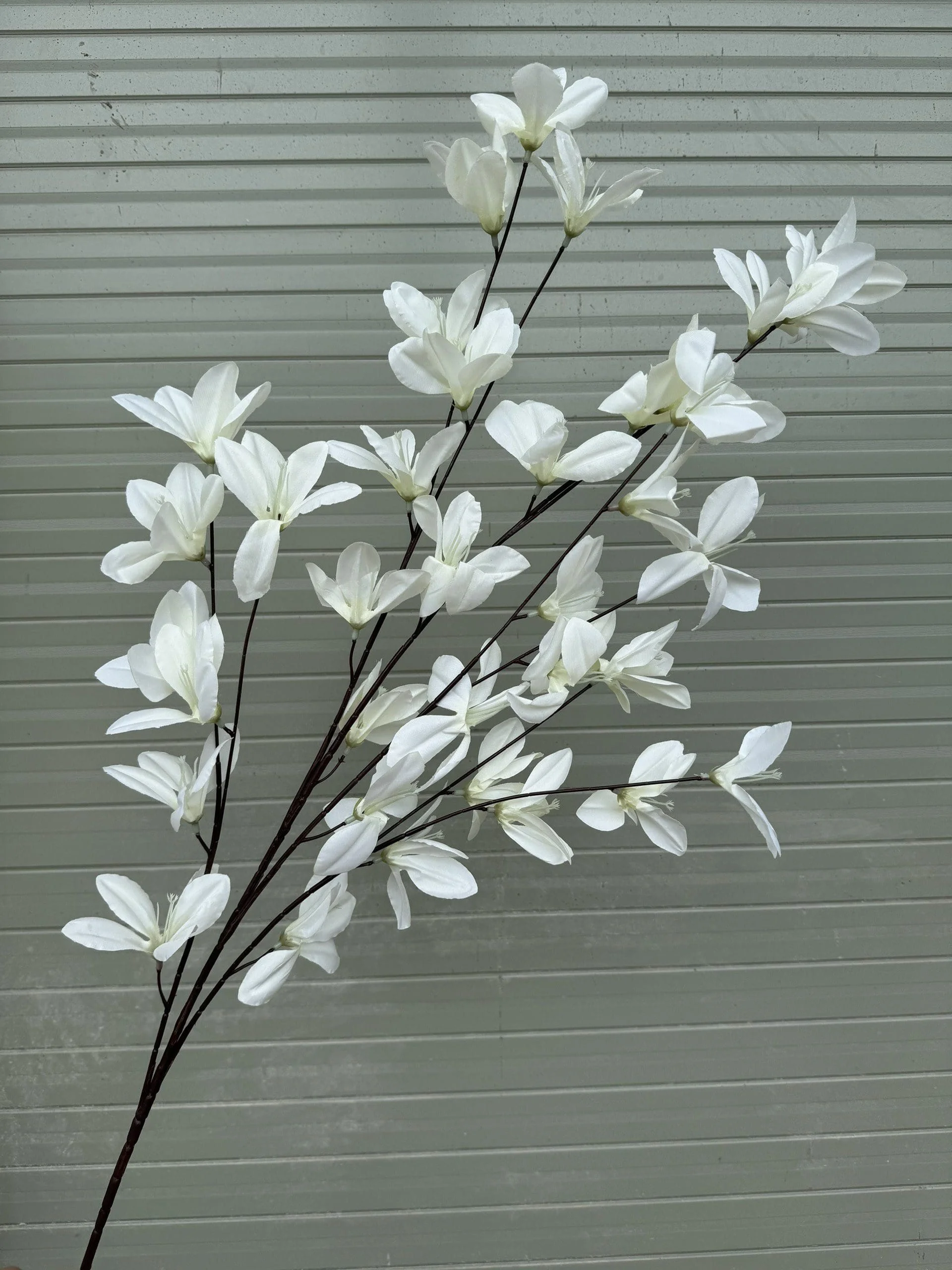 NGỌC LAN 5 NHÁNH - Ảnh 10