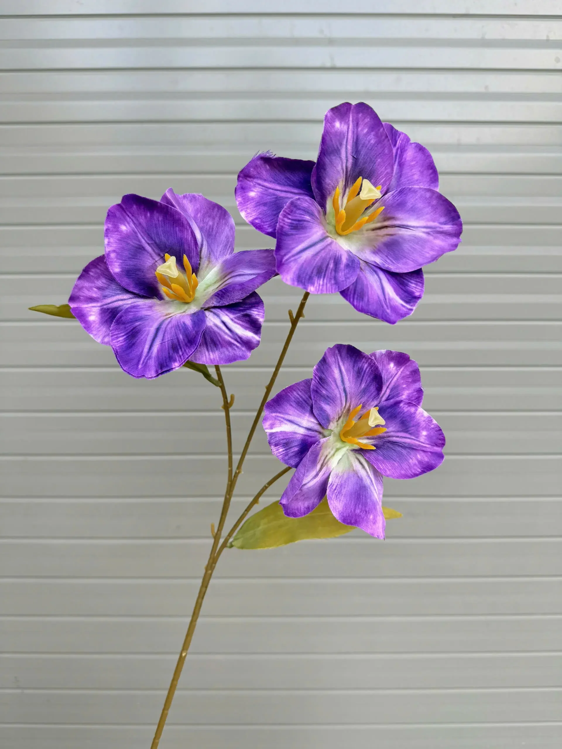 NGỌC LAN NỞ 3 BÔNG - Ảnh 9
