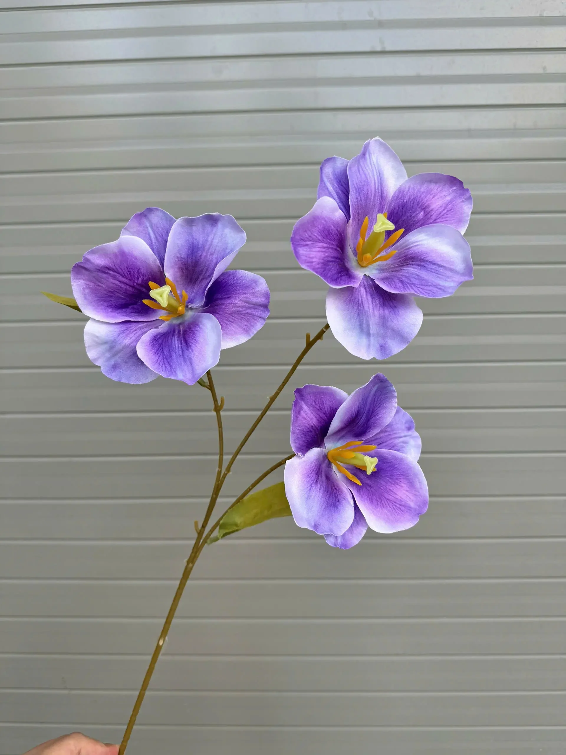 NGỌC LAN NỞ 3 BÔNG - Ảnh 11