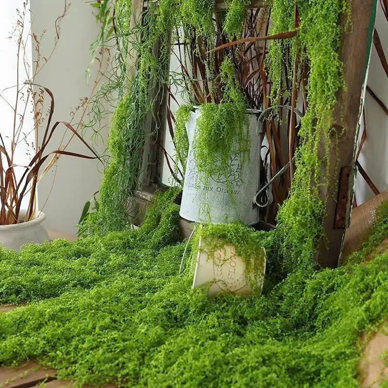 RÊU CÂN - Ảnh 4