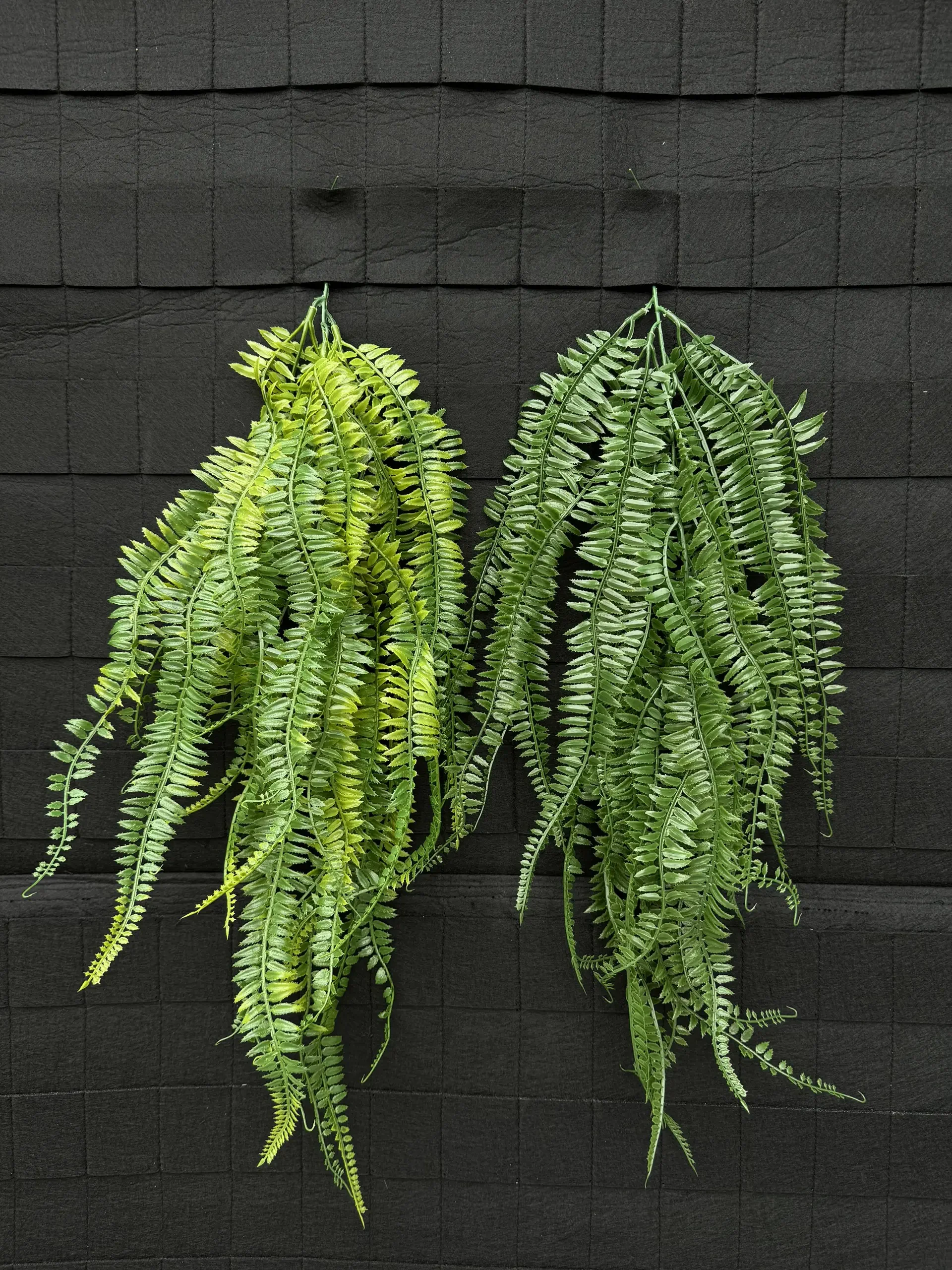 RỦ DƯƠNG XỈ LÁ