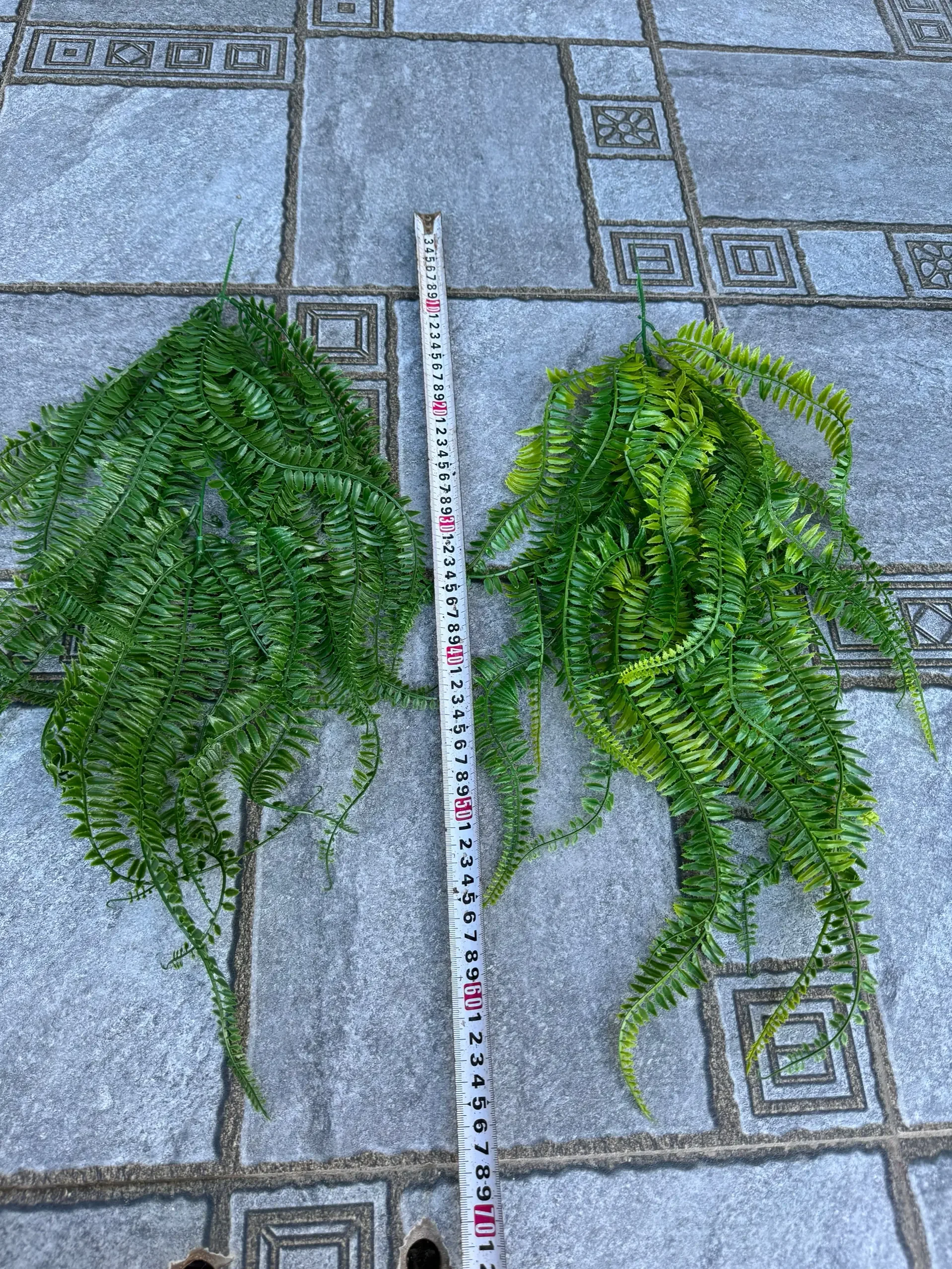 RỦ DƯƠNG XỈ LÁ - Ảnh 2