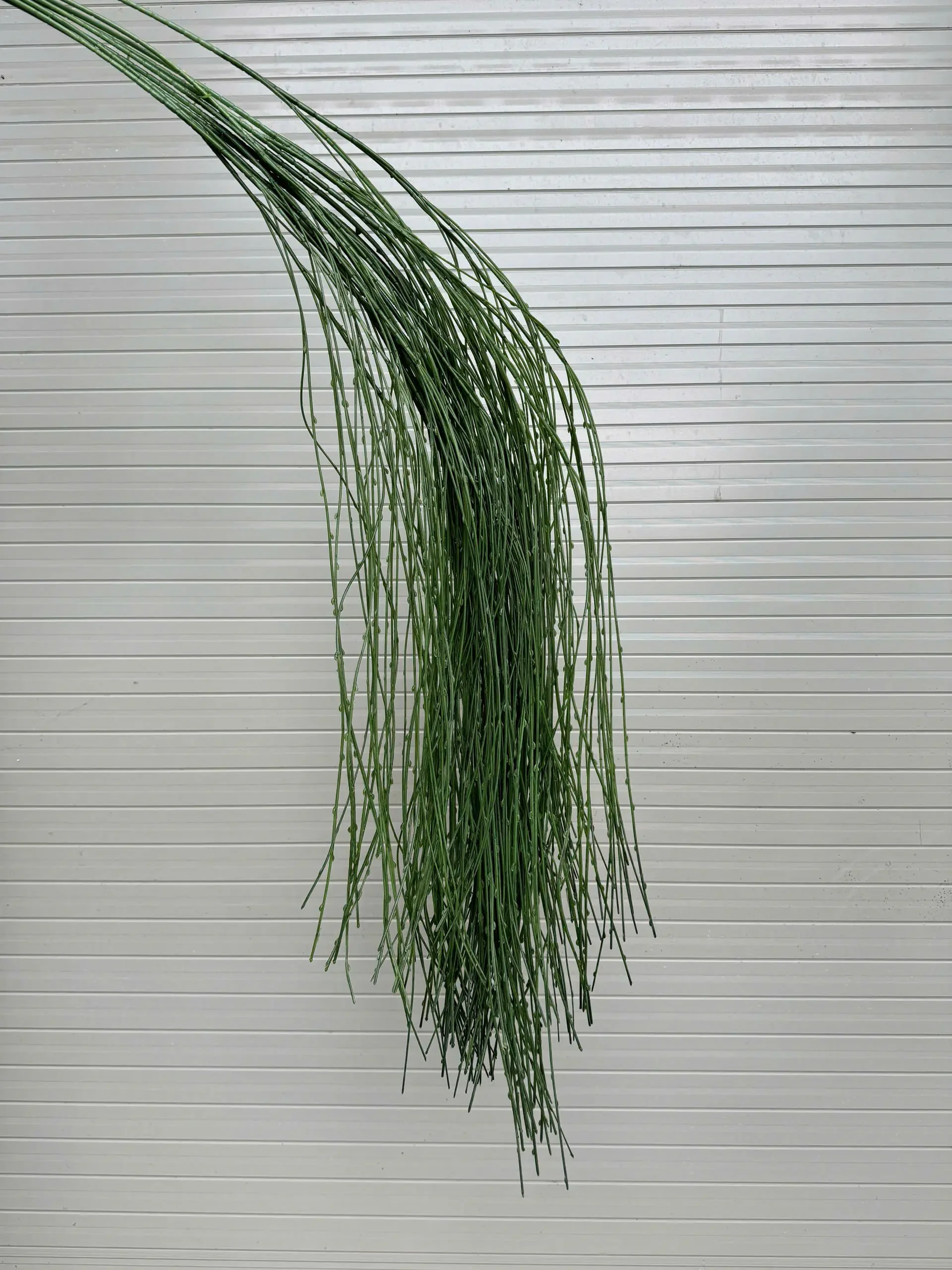 RỦ NẾN - Ảnh 8