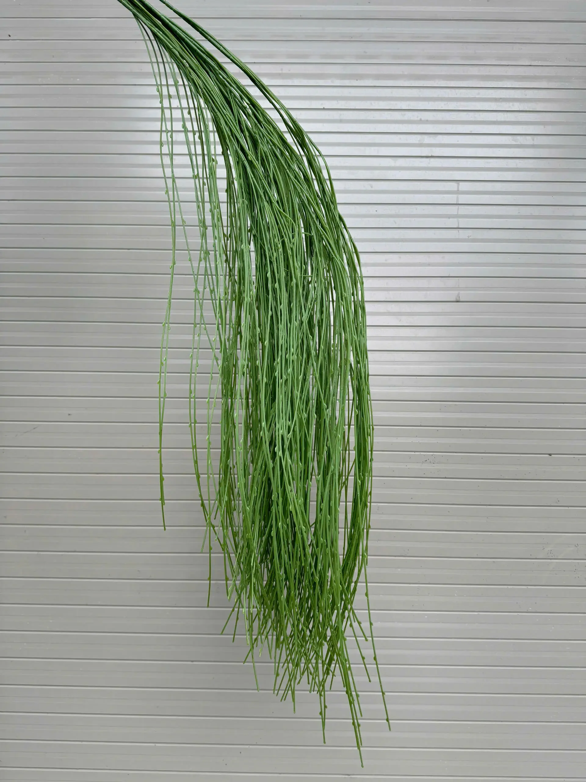 RỦ NẾN - Ảnh 10