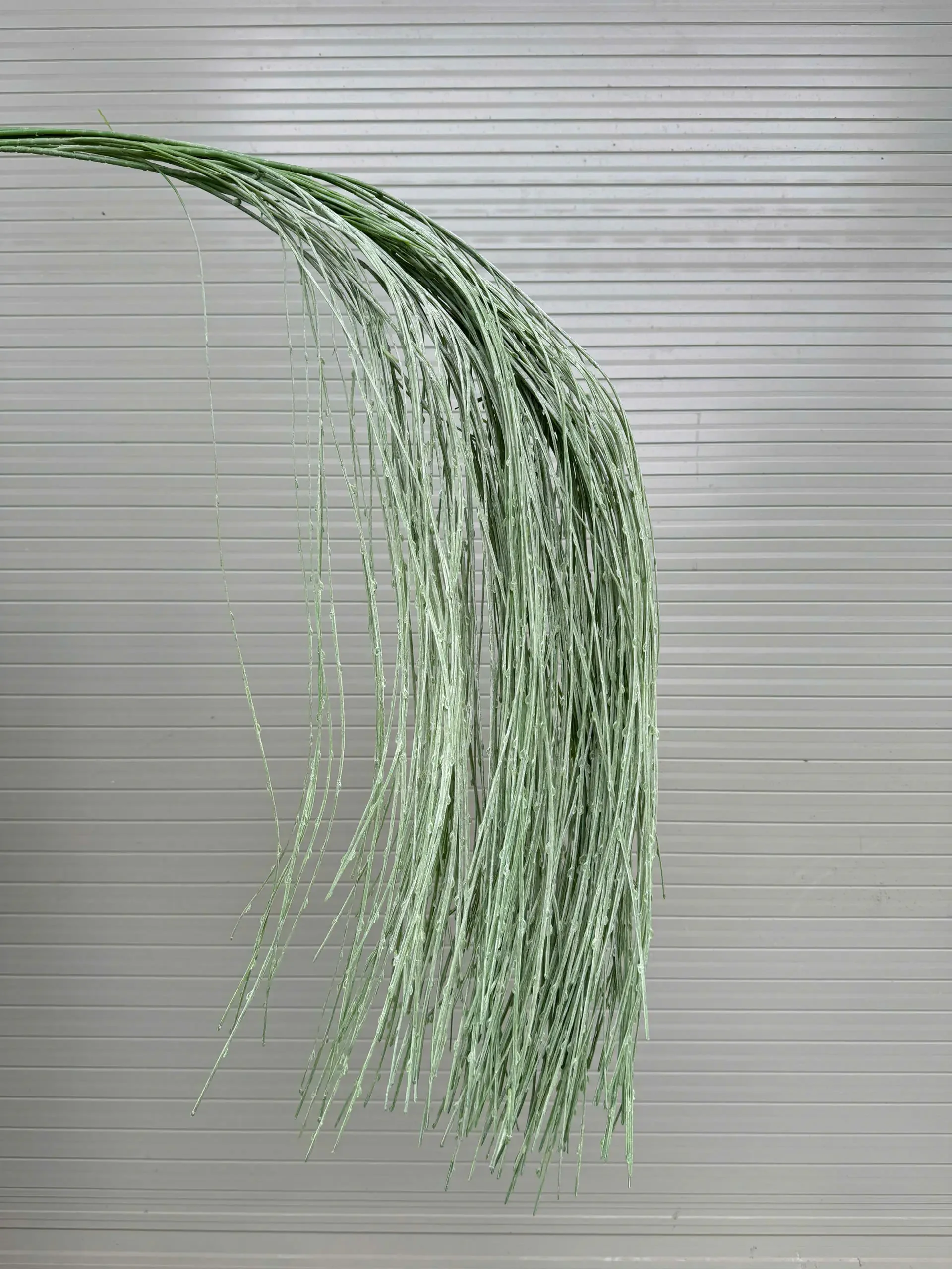 RỦ NẾN - Ảnh 5