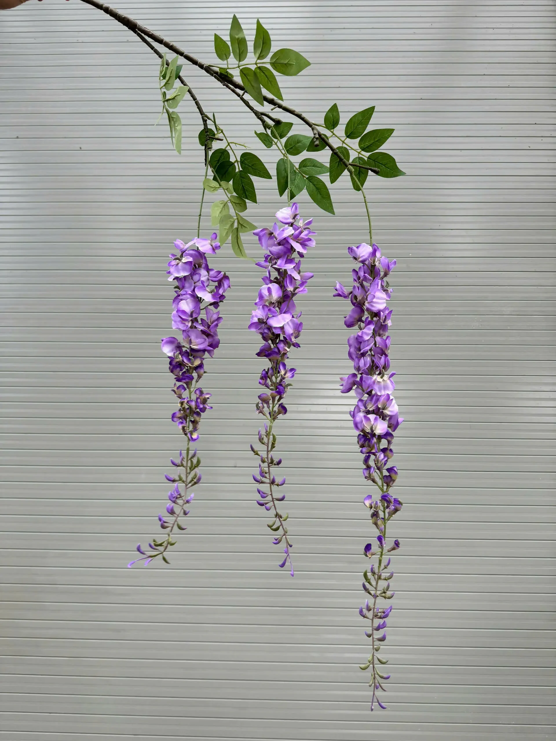 RỦ PHƯỢNG HOÀNG - Ảnh 3