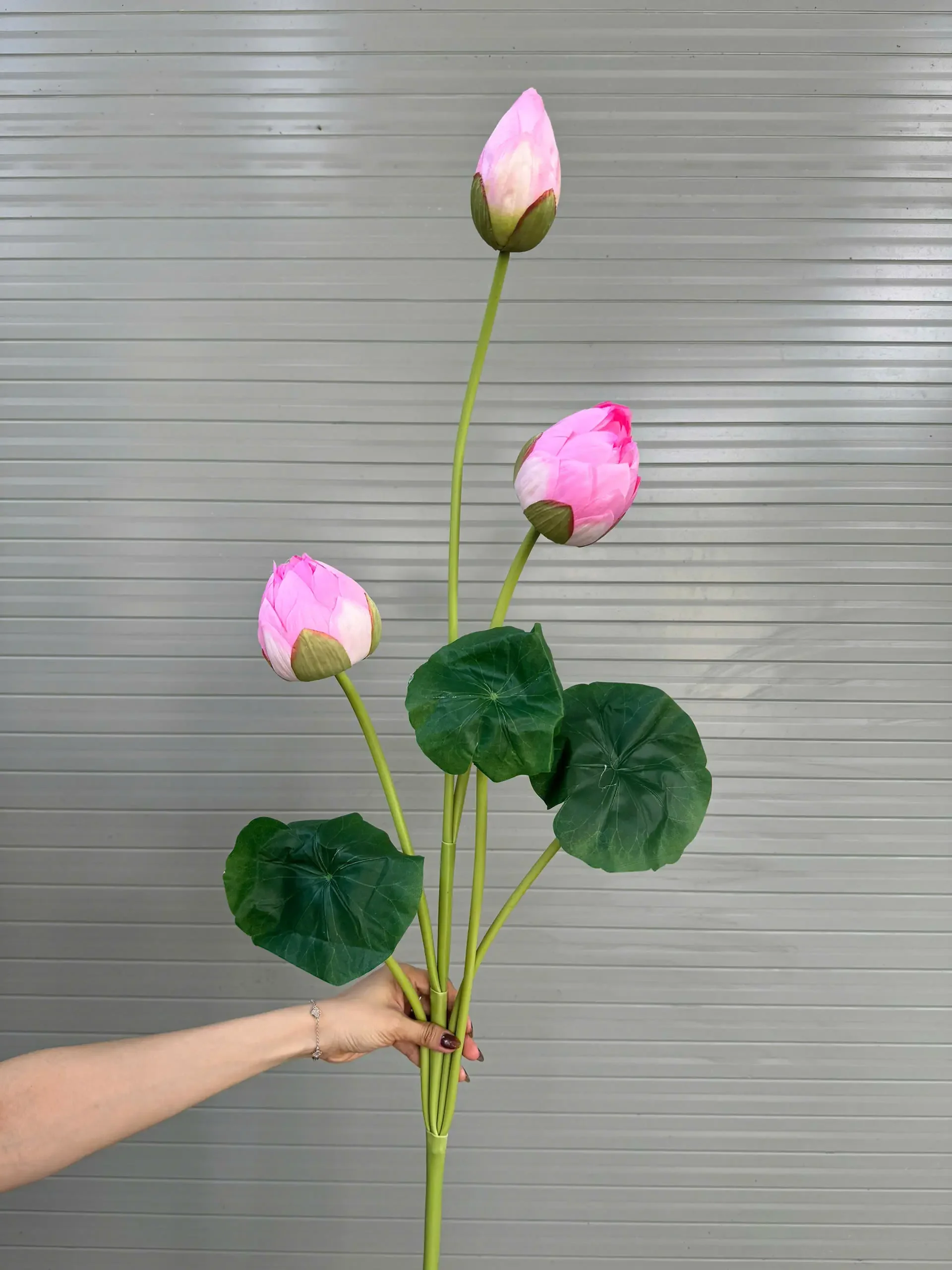 SEN BÚP CÀNH CAO - Ảnh 7