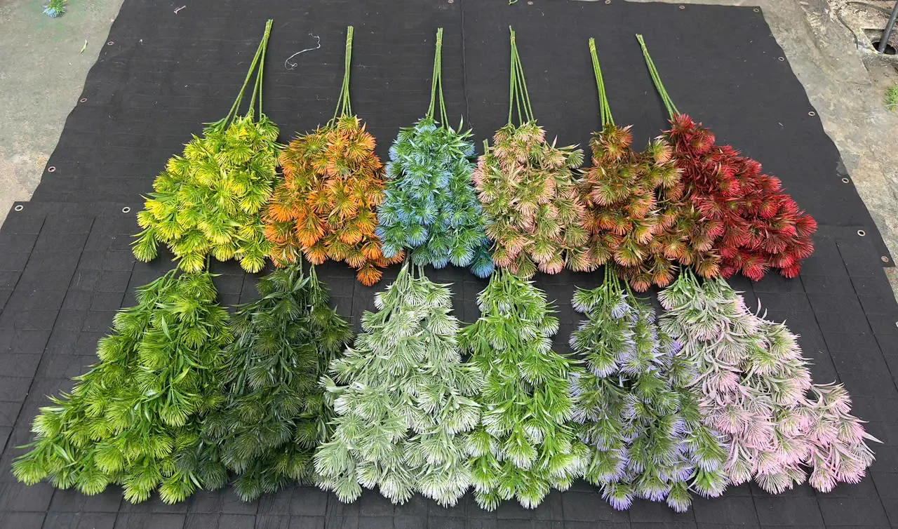 THÔNG QUẢ VN