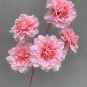 THƯỢC DƯỢC XOĂN 5 BÔNG VIỆT NAM
