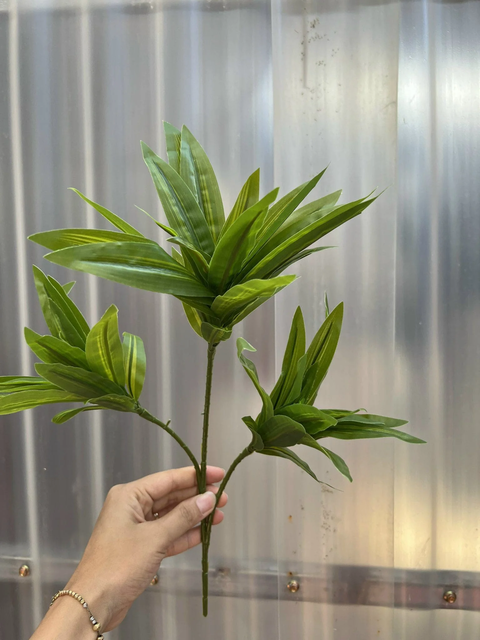 THỦY TRÚC NGẮN