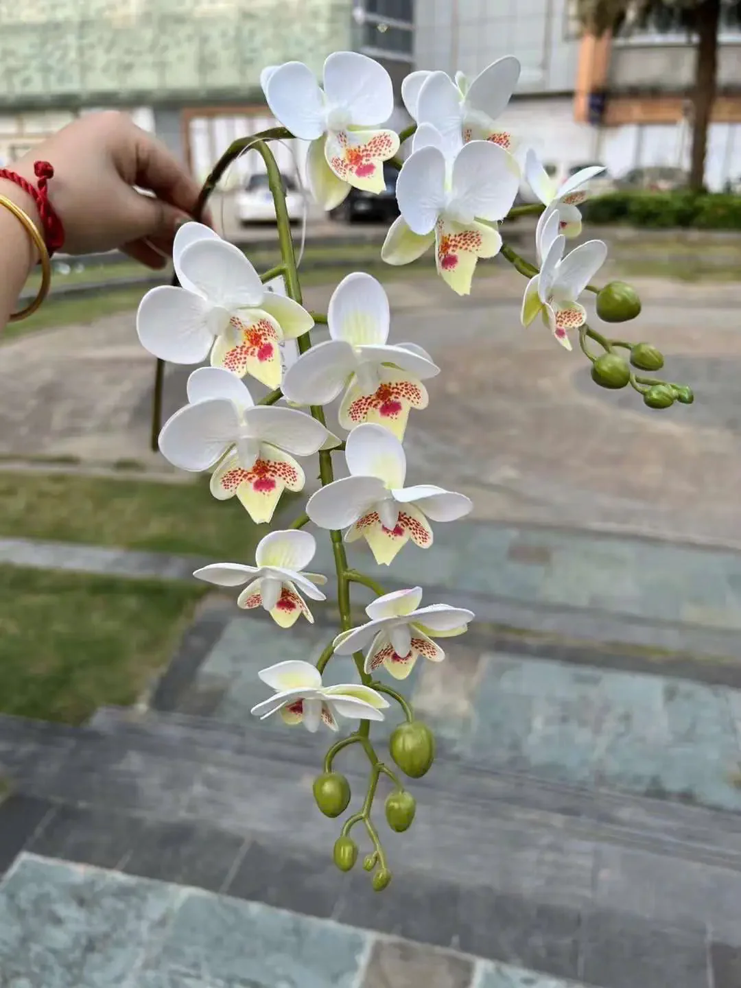 TIỂU HỒ ĐIỆP - Ảnh 5