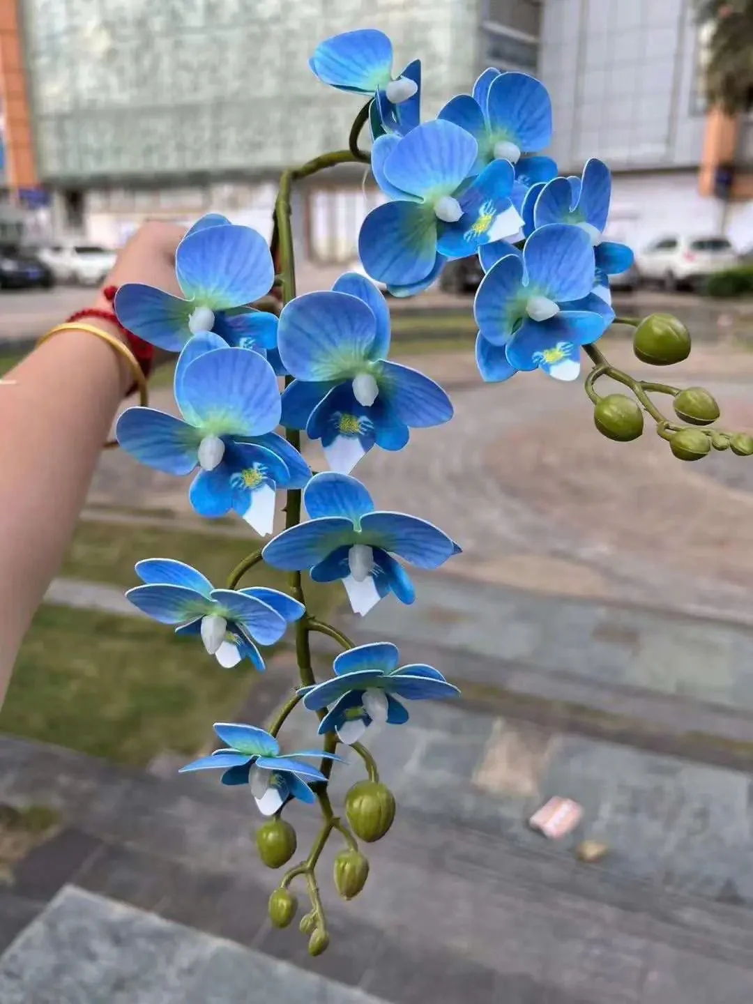 TIỂU HỒ ĐIỆP - Ảnh 2