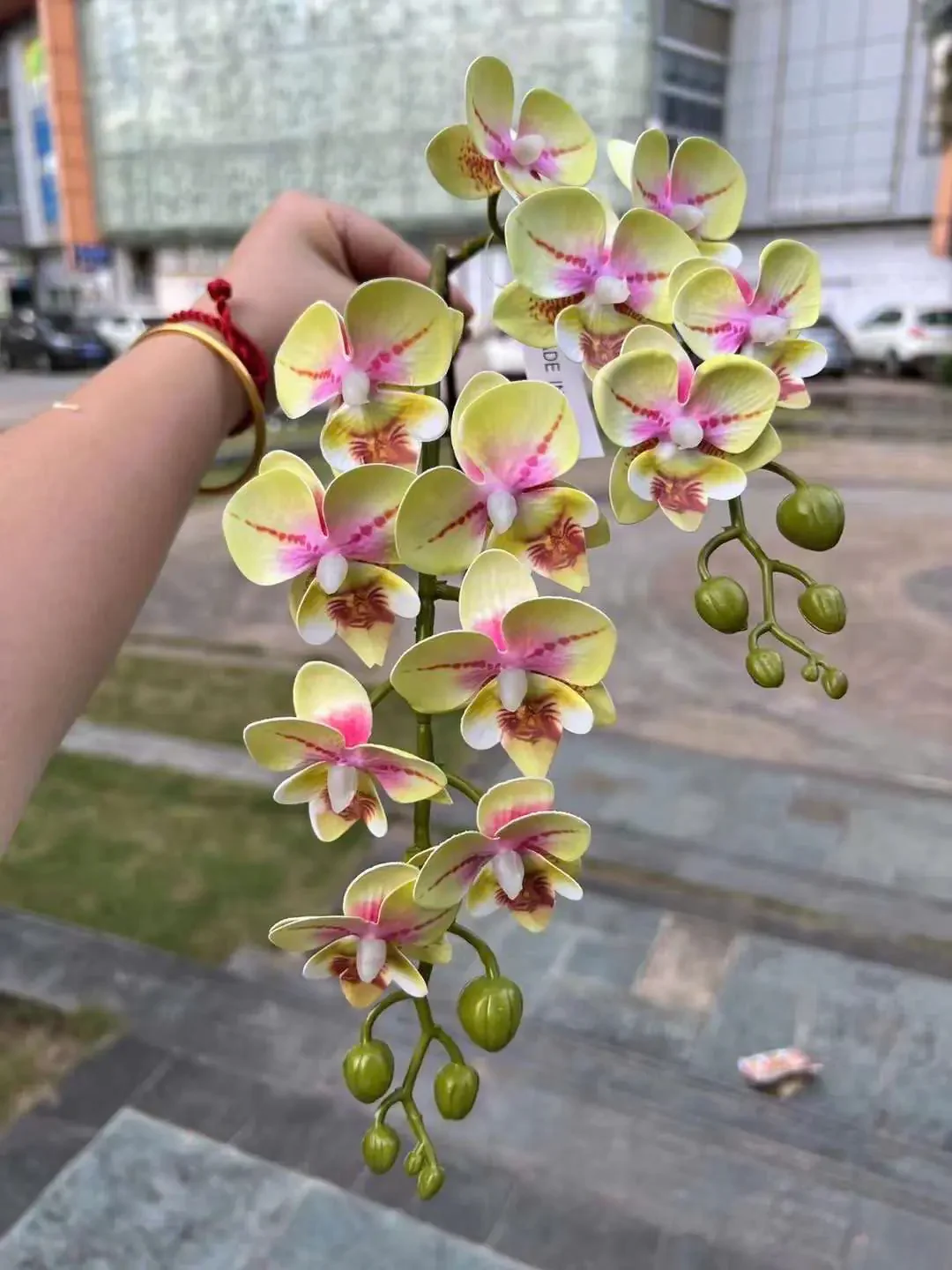 TIỂU HỒ ĐIỆP - Ảnh 12