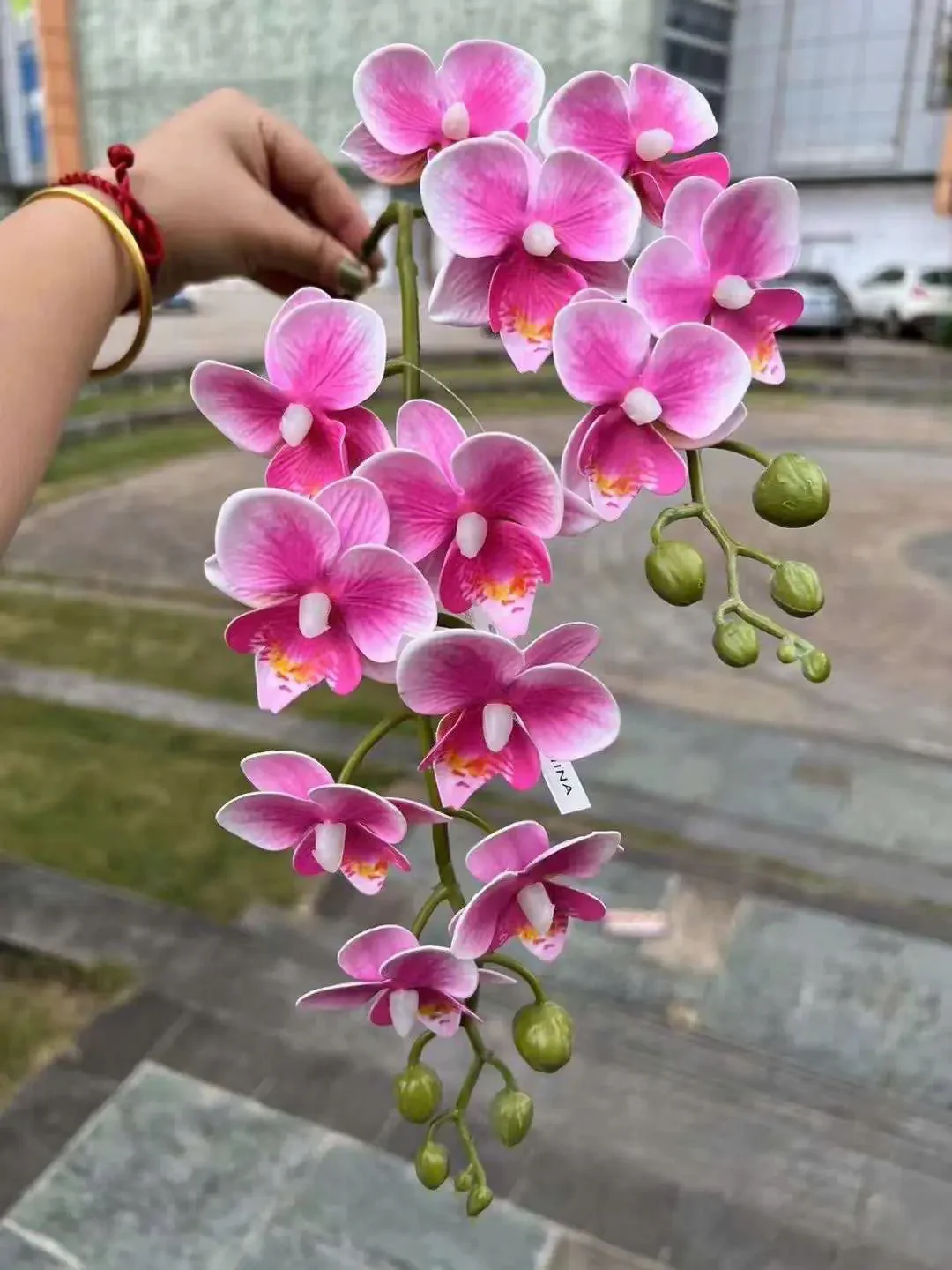 TIỂU HỒ ĐIỆP - Ảnh 14