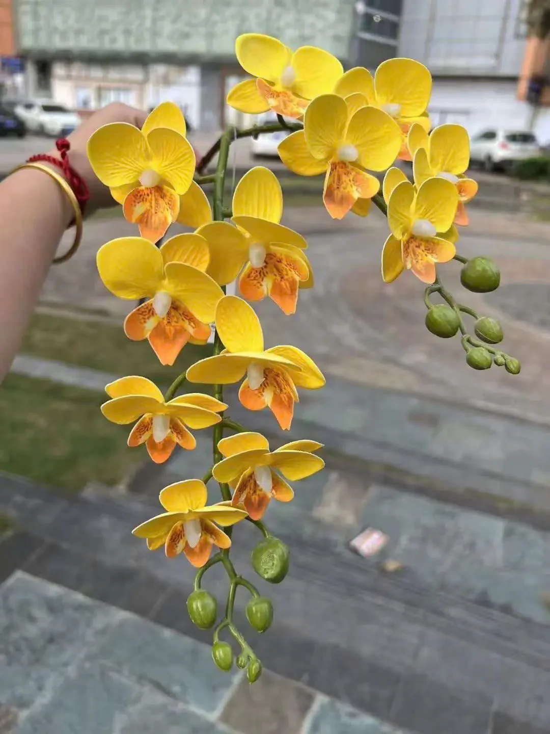 TIỂU HỒ ĐIỆP - Ảnh 13