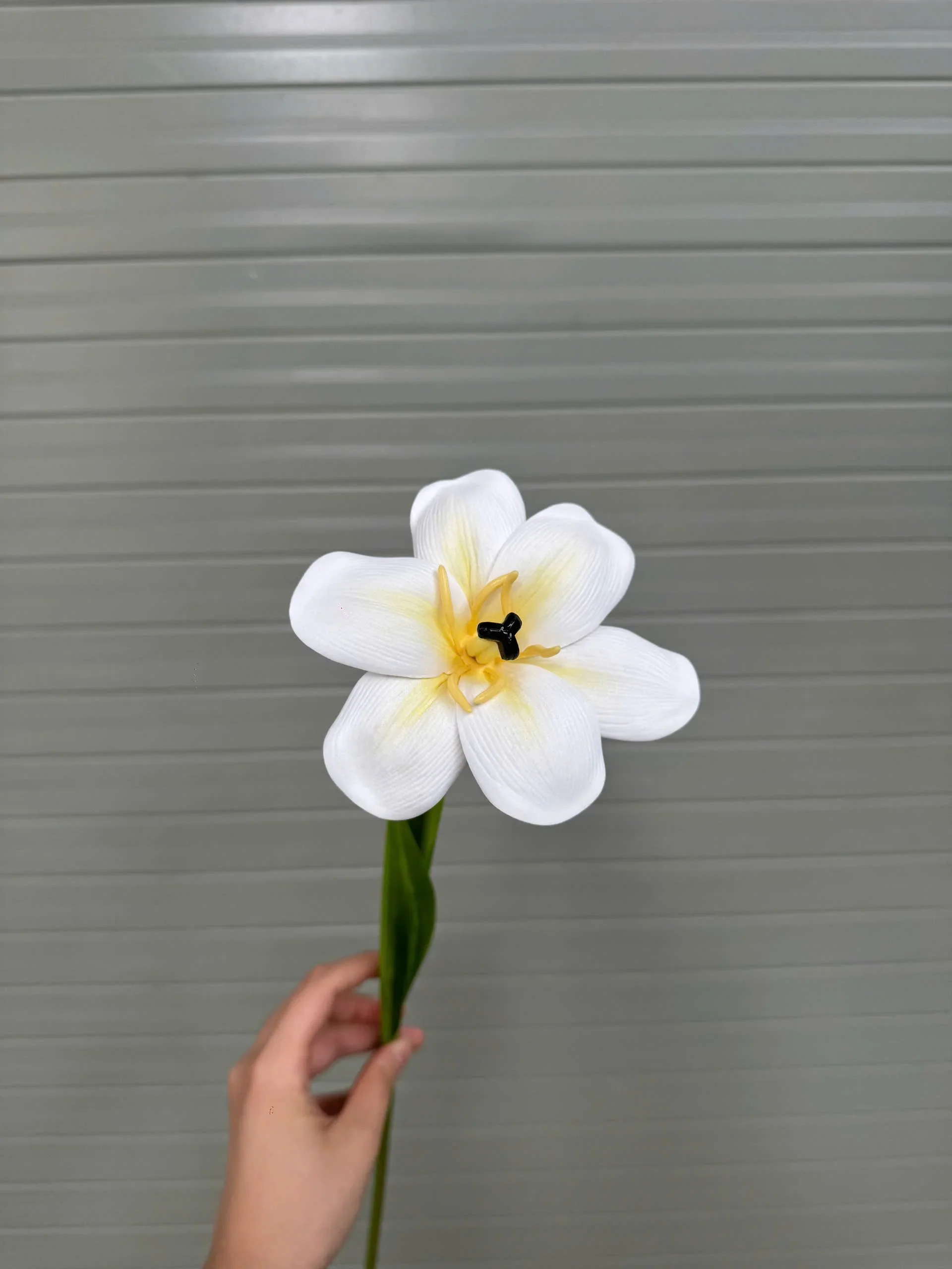 TULIP NỞ 1 BÔNG - Ảnh 13