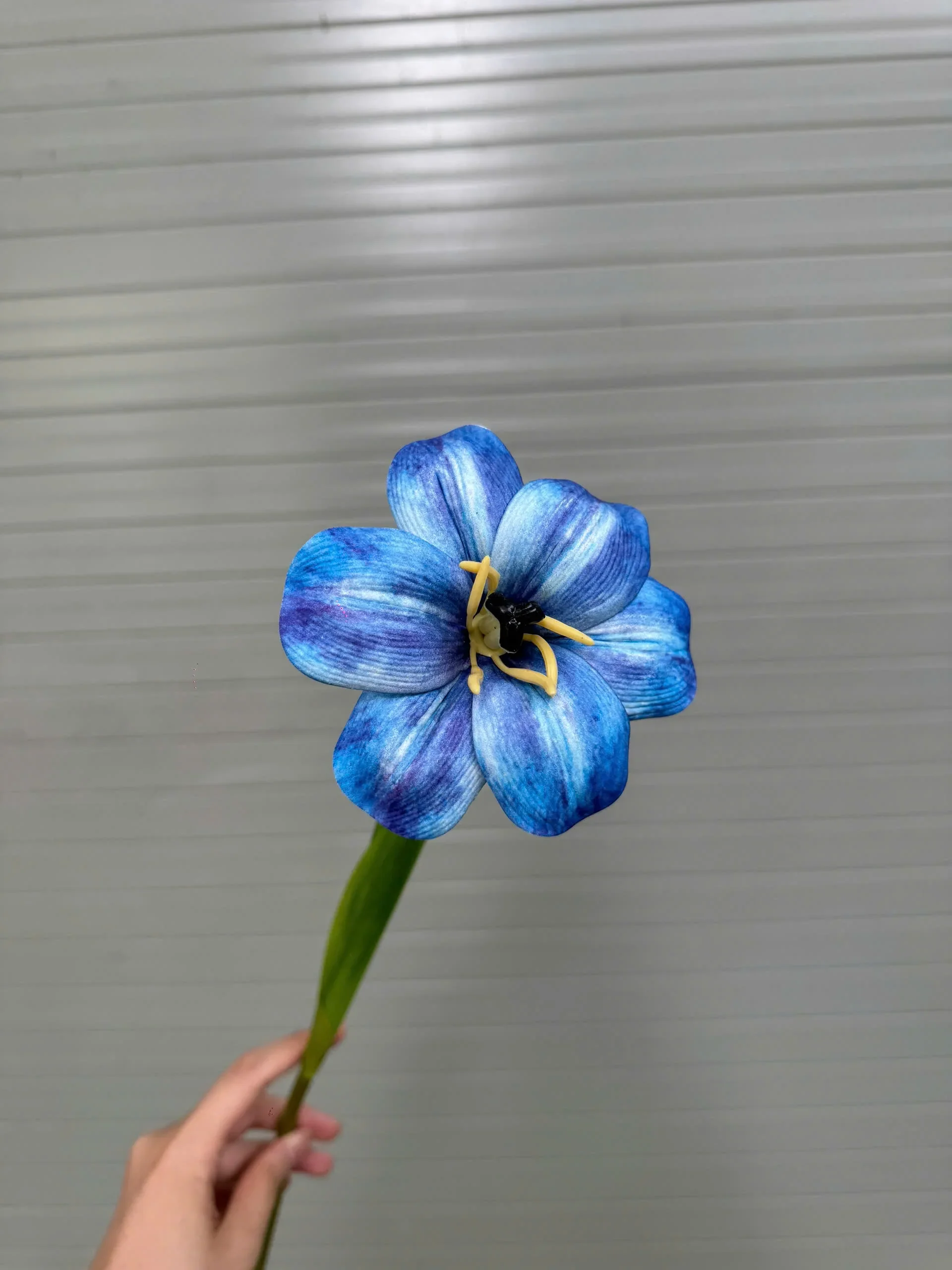 TULIP NỞ 1 BÔNG - Ảnh 14
